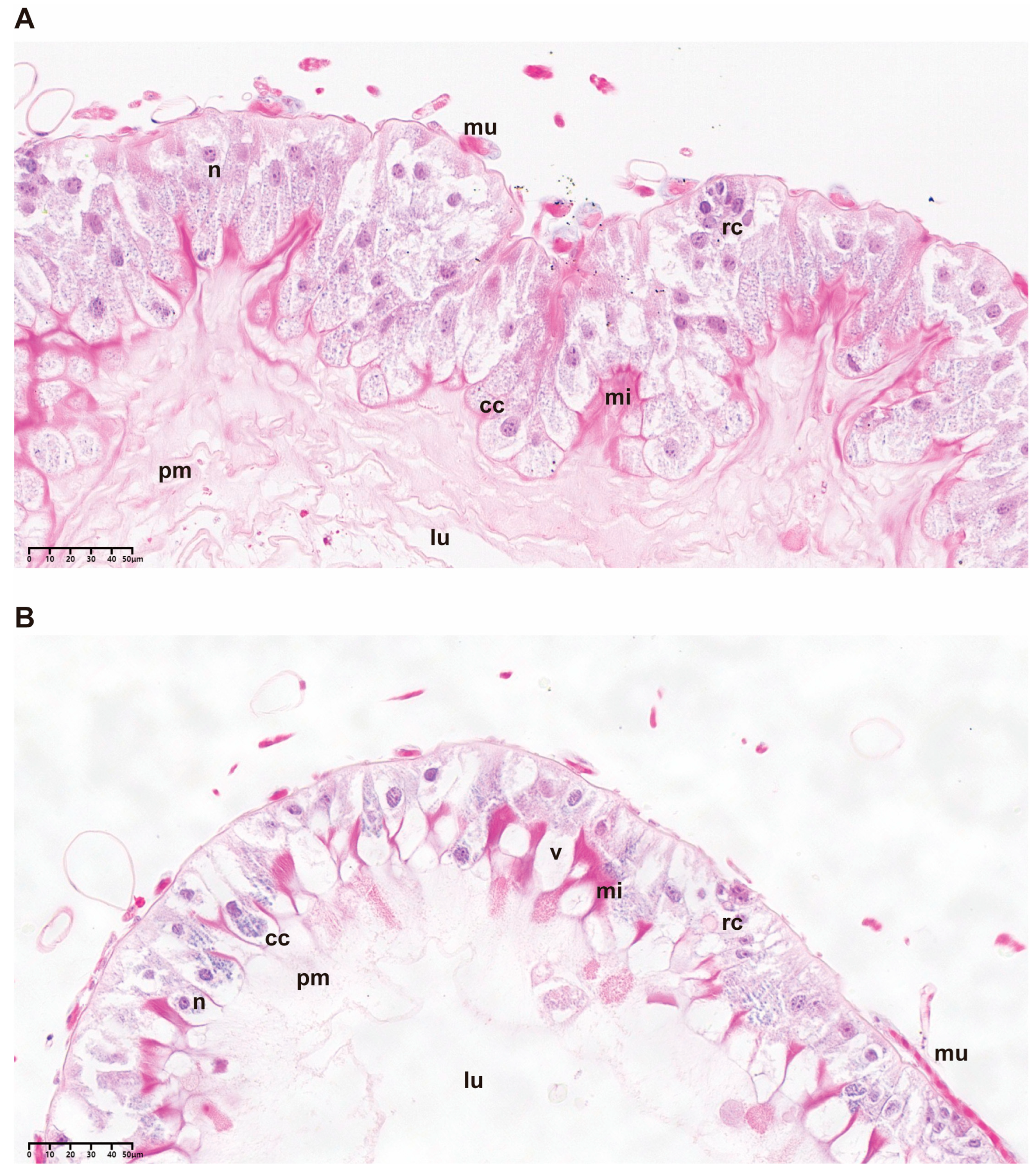 Ijms 24 05354 g002 Ijms 24 05354 g002