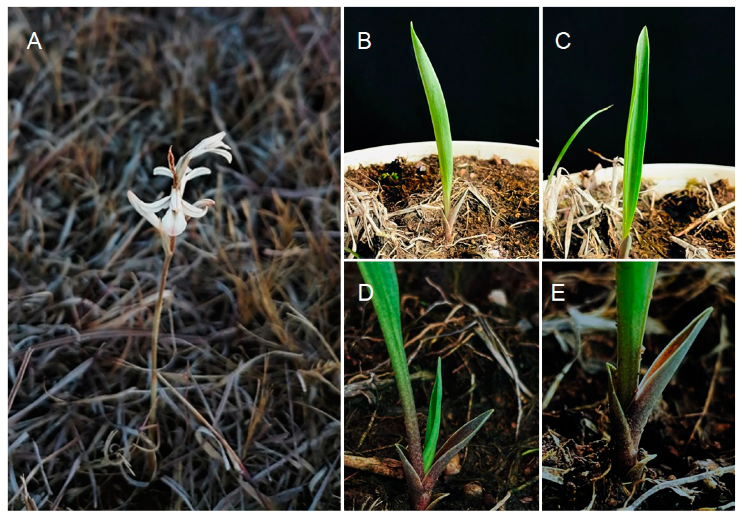 Ijms 24 05362 g001 Ijms 24 05362 g001