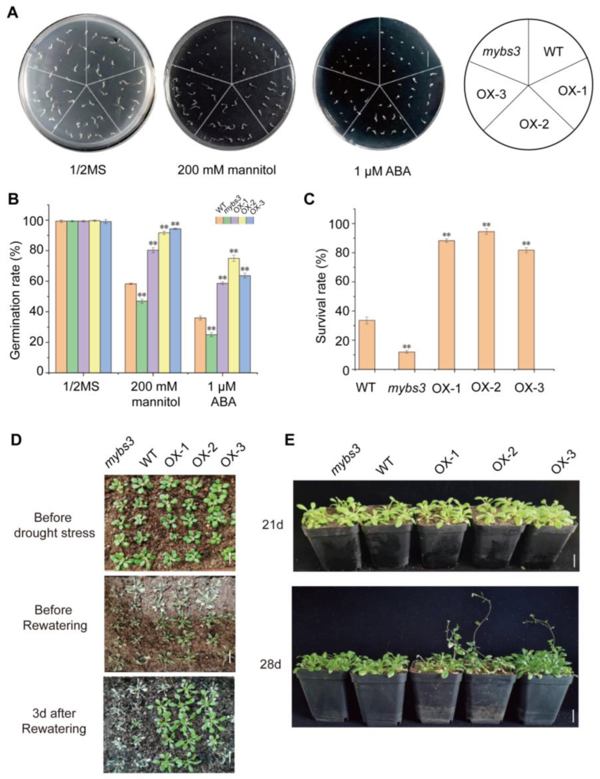 Ijms 24 05418 g005 Ijms 24 05418 g005
