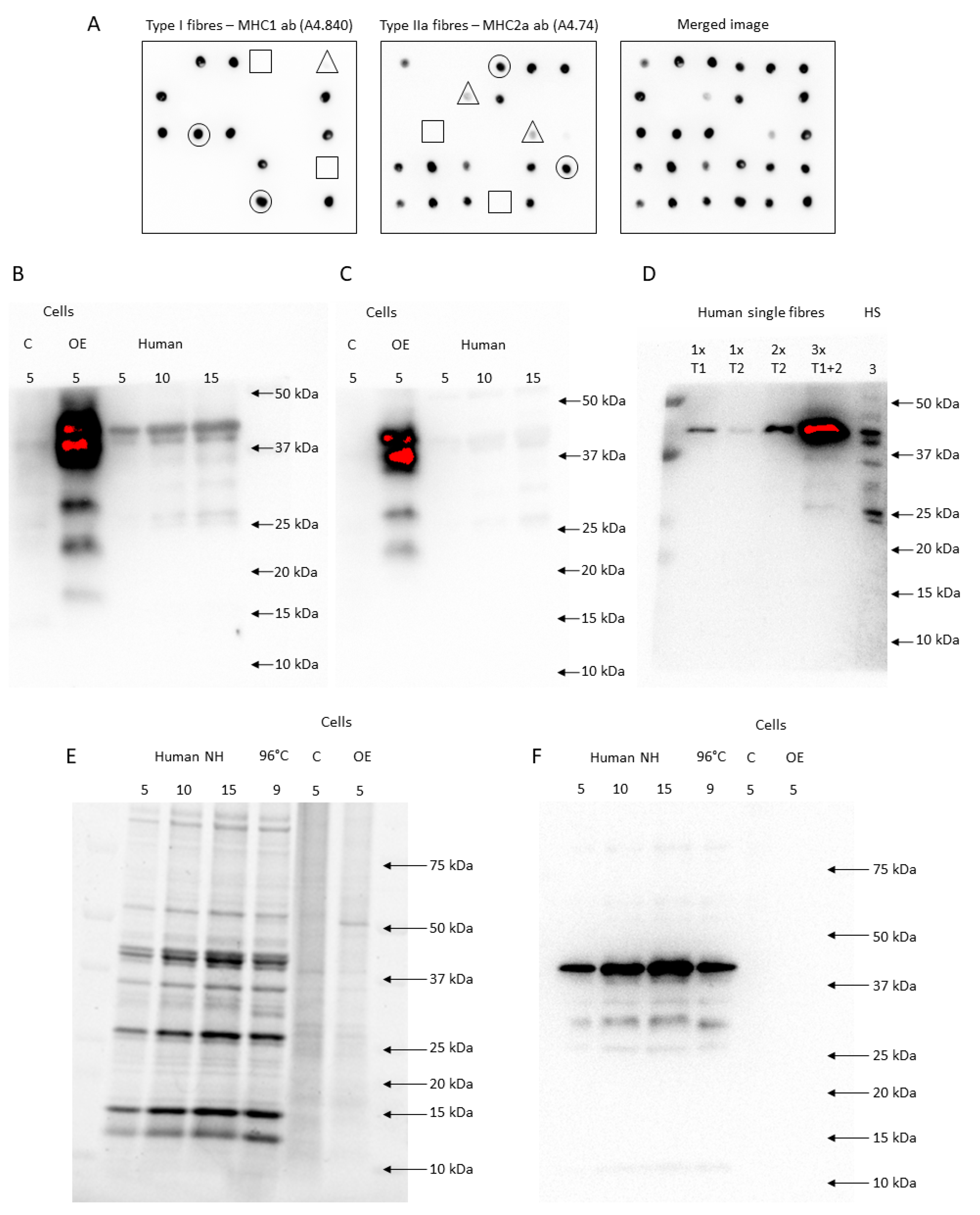 Ijms 24 05587 g005 Ijms 24 05587 g005