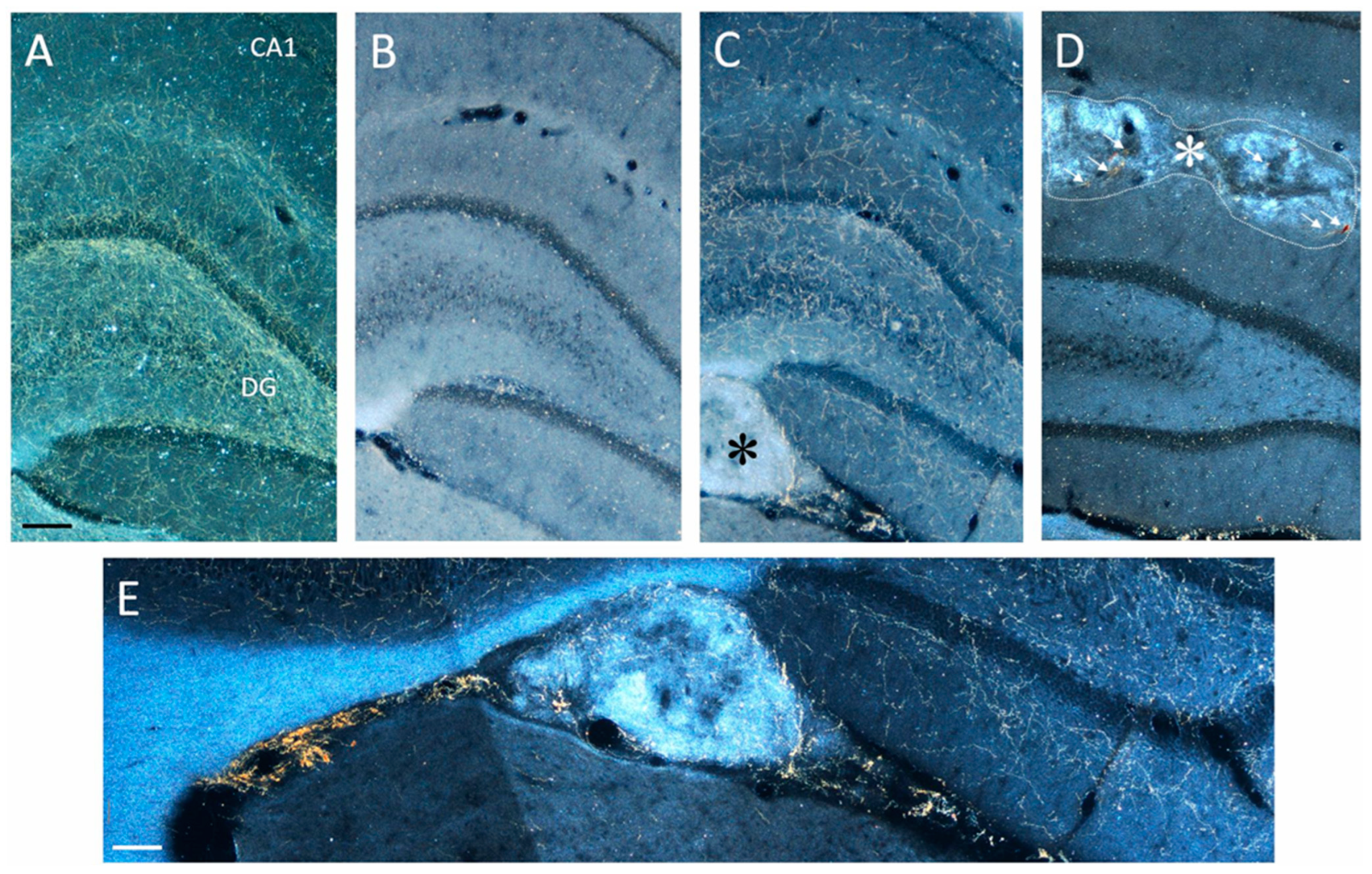 Ijms 24 05613 g005 Ijms 24 05613 g005