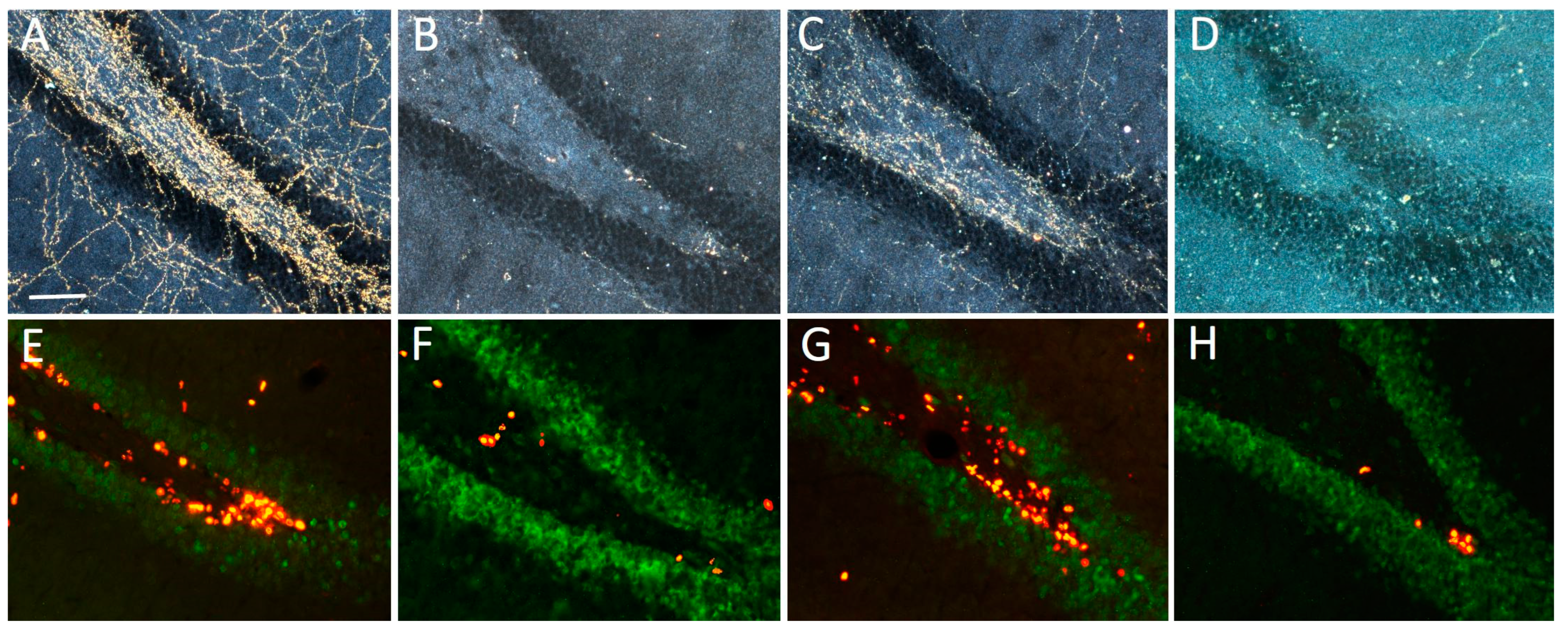 Ijms 24 05613 g006 Ijms 24 05613 g006