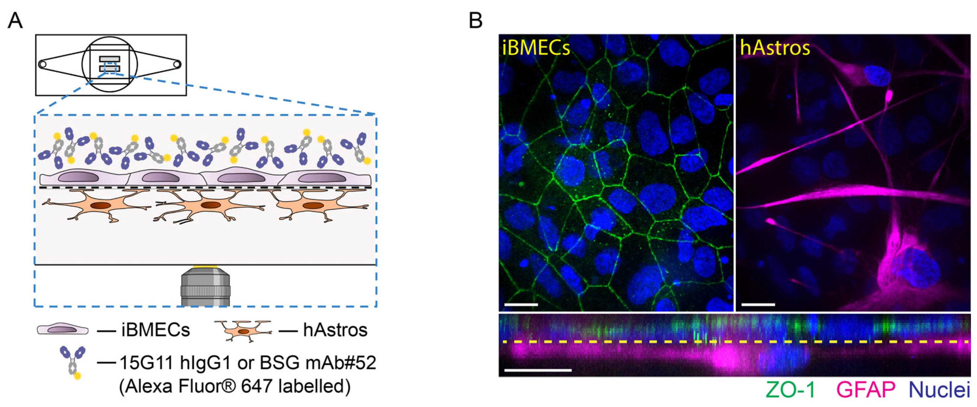 Ijms 24 05624 g004 Ijms 24 05624 g004