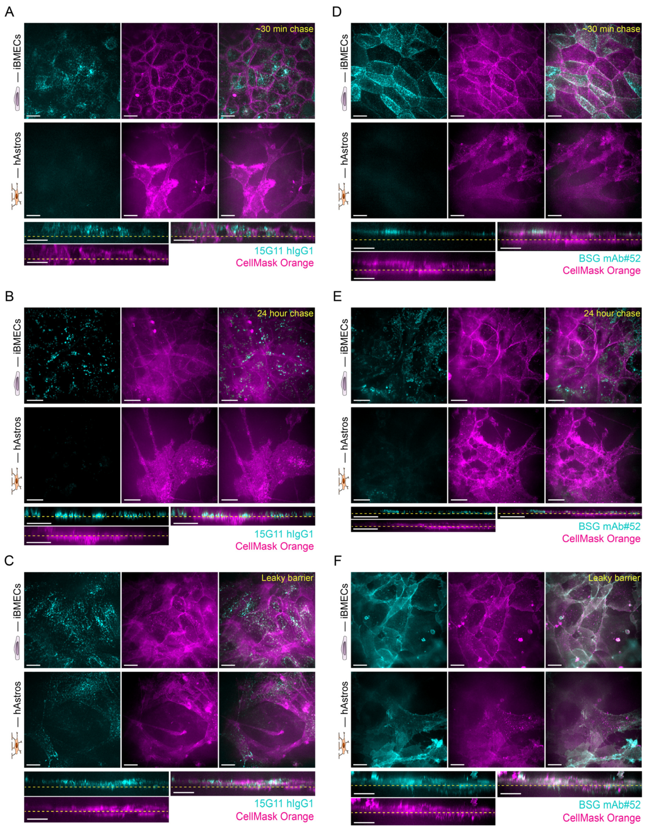 Ijms 24 05624 g005 Ijms 24 05624 g005