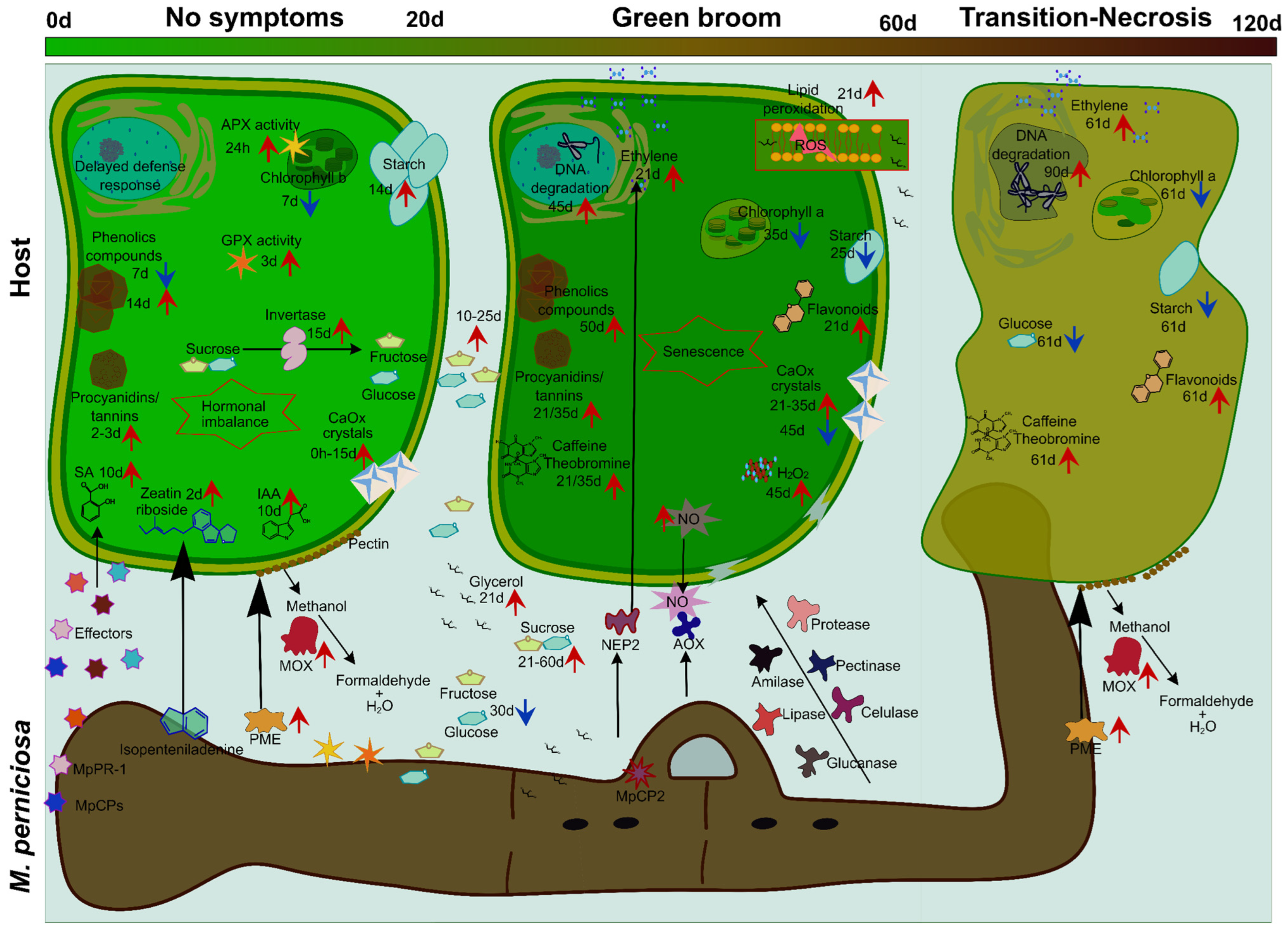 Ijms 24 05684 g005 Ijms 24 05684 g005