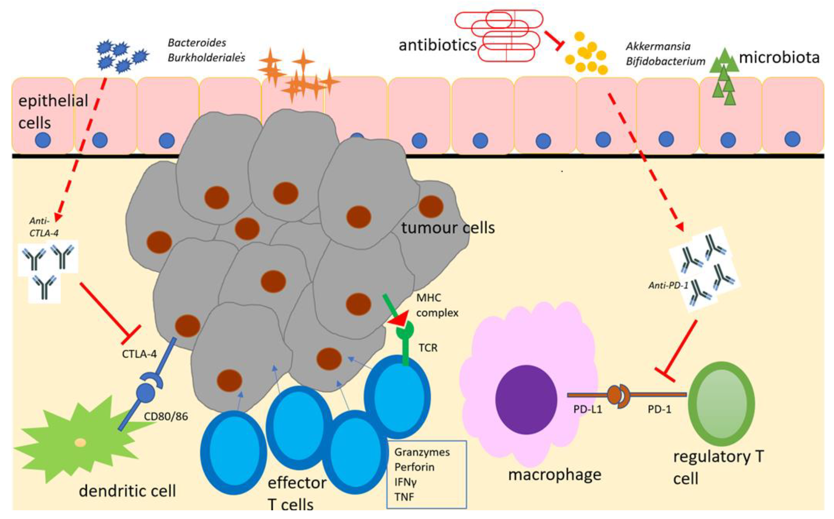 Ijms 24 05767 g001 Ijms 24 05767 g001
