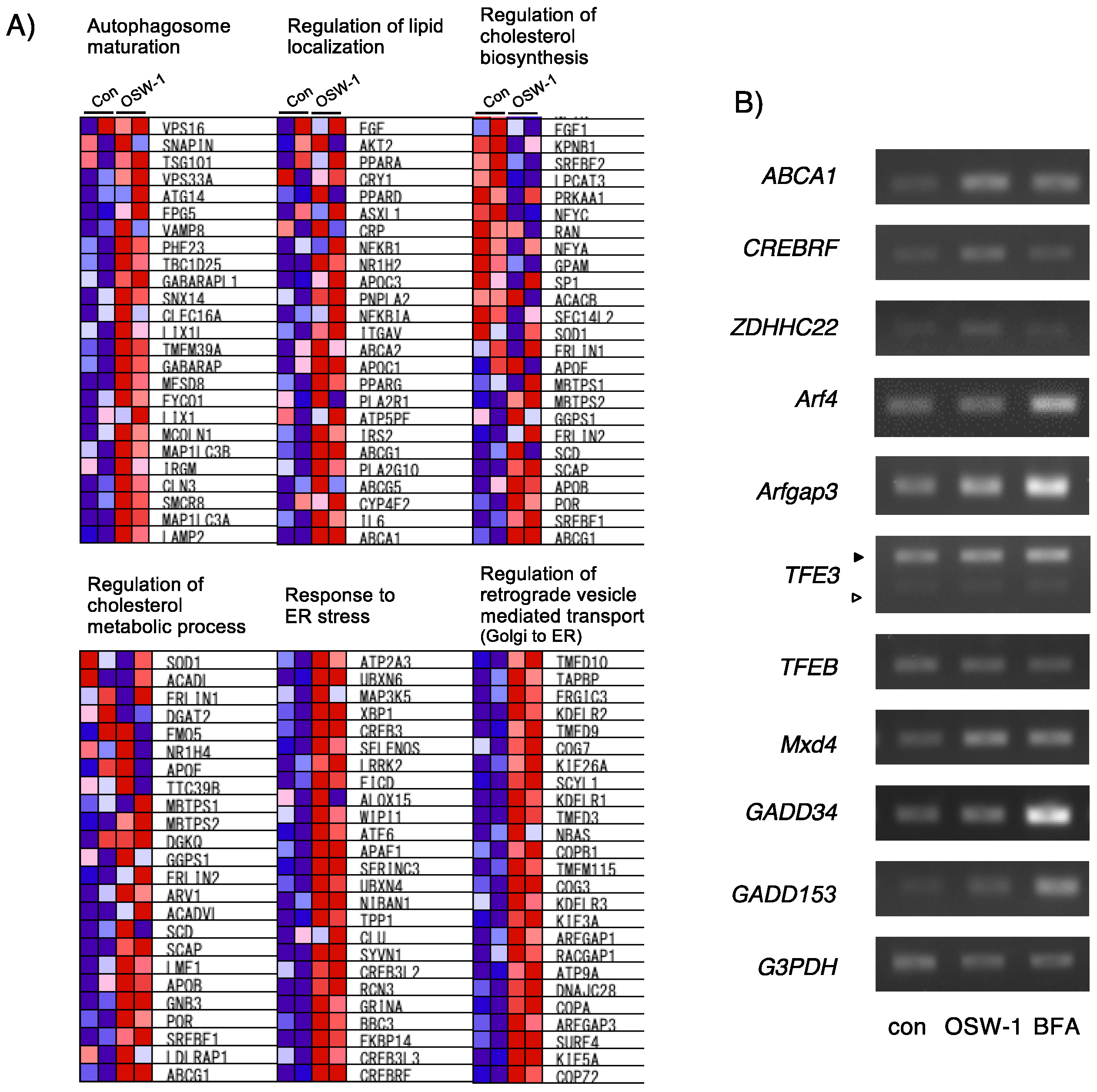 Ijms 24 05787 g002a Ijms 24 05787 g002a