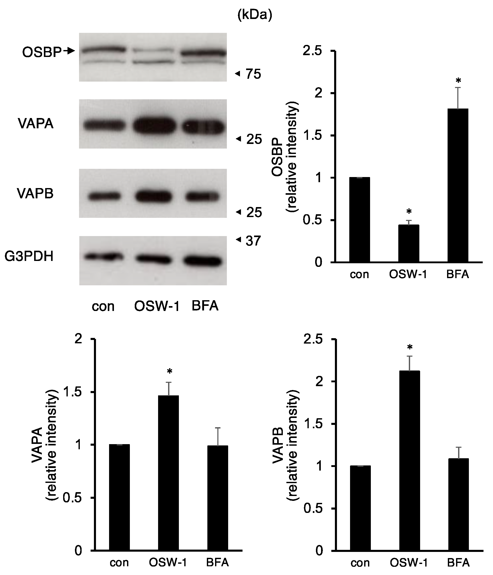 Ijms 24 05787 g003 Ijms 24 05787 g003
