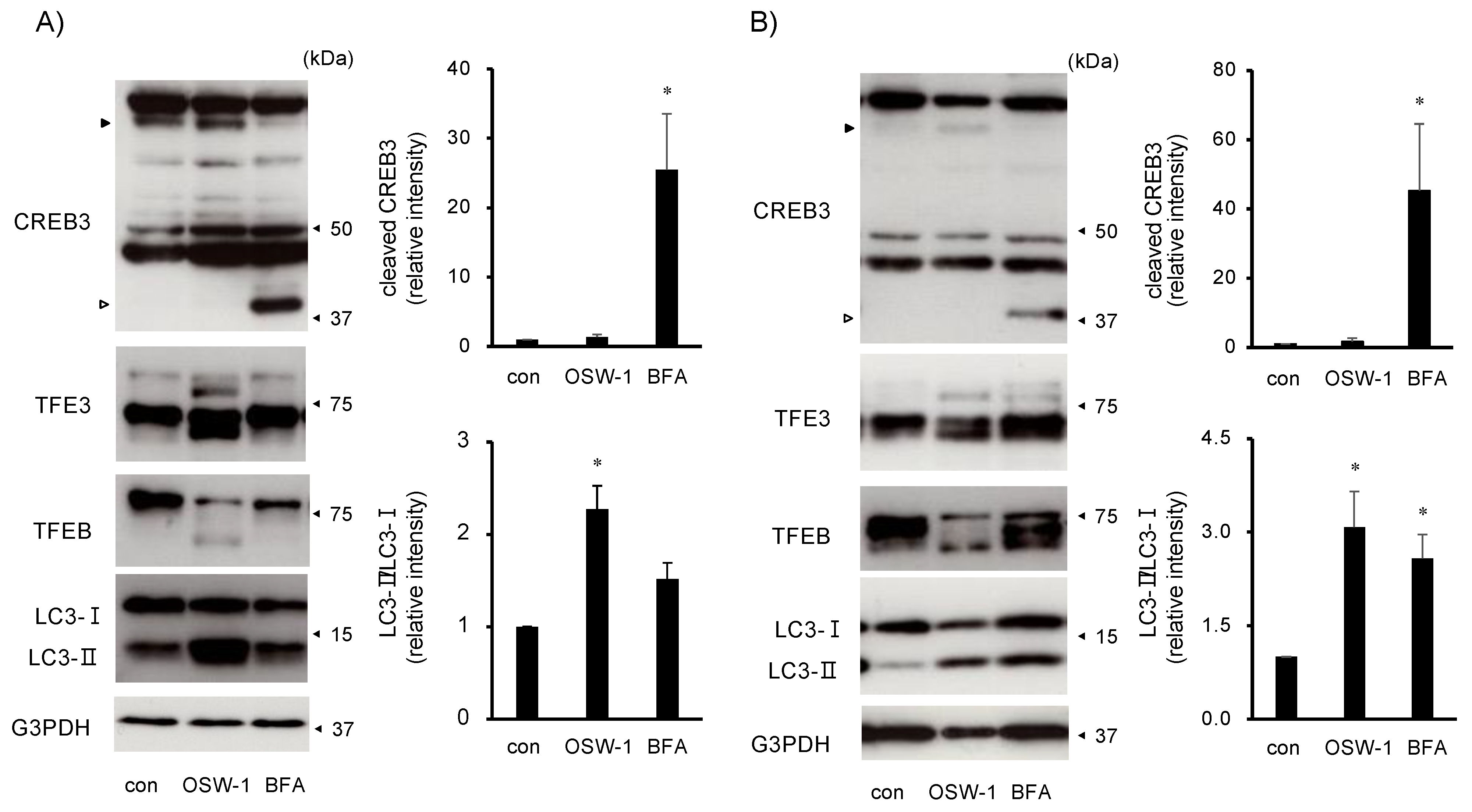 Ijms 24 05787 g005 Ijms 24 05787 g005