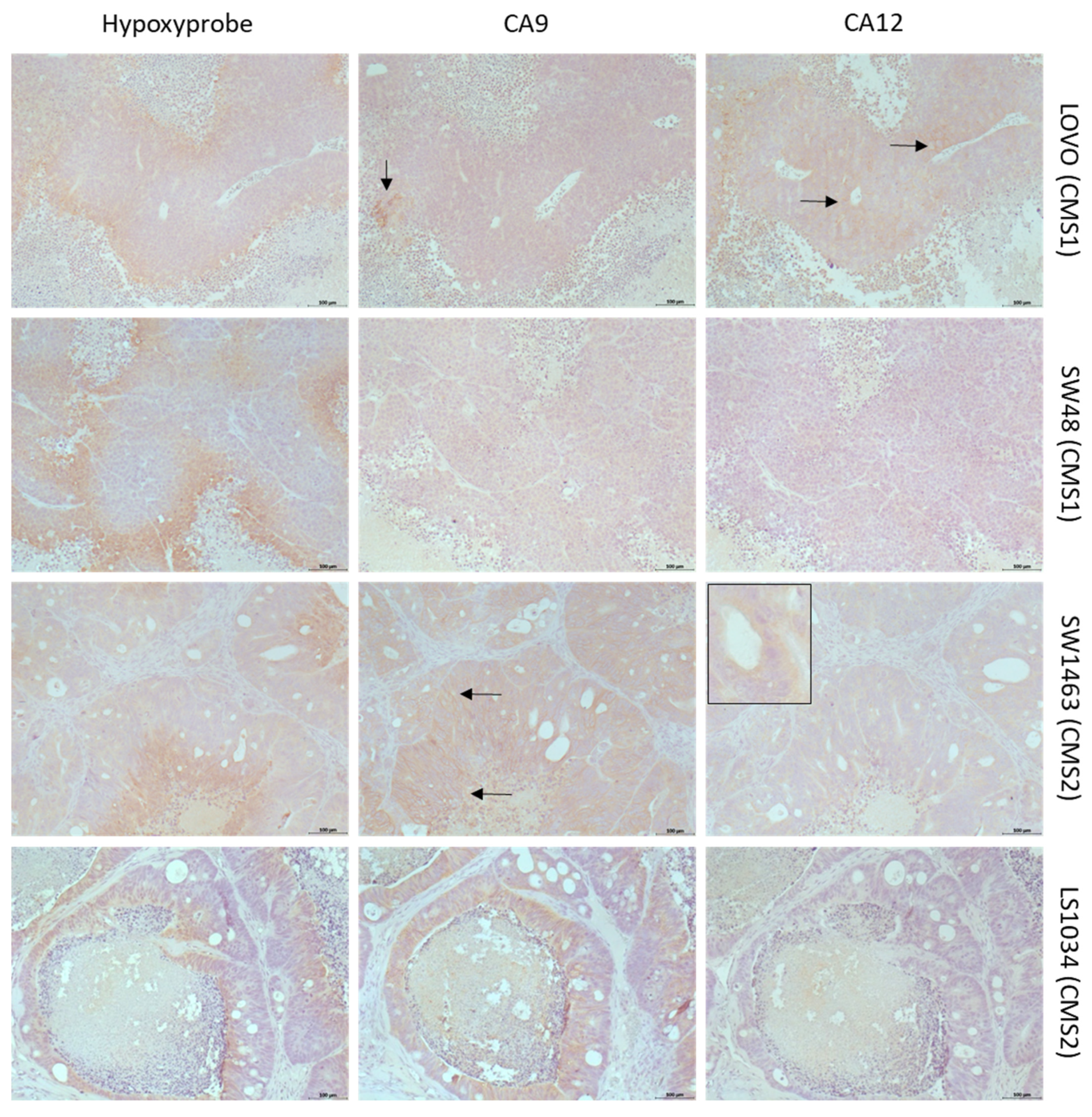 Ijms 24 05797 g002a Ijms 24 05797 g002a