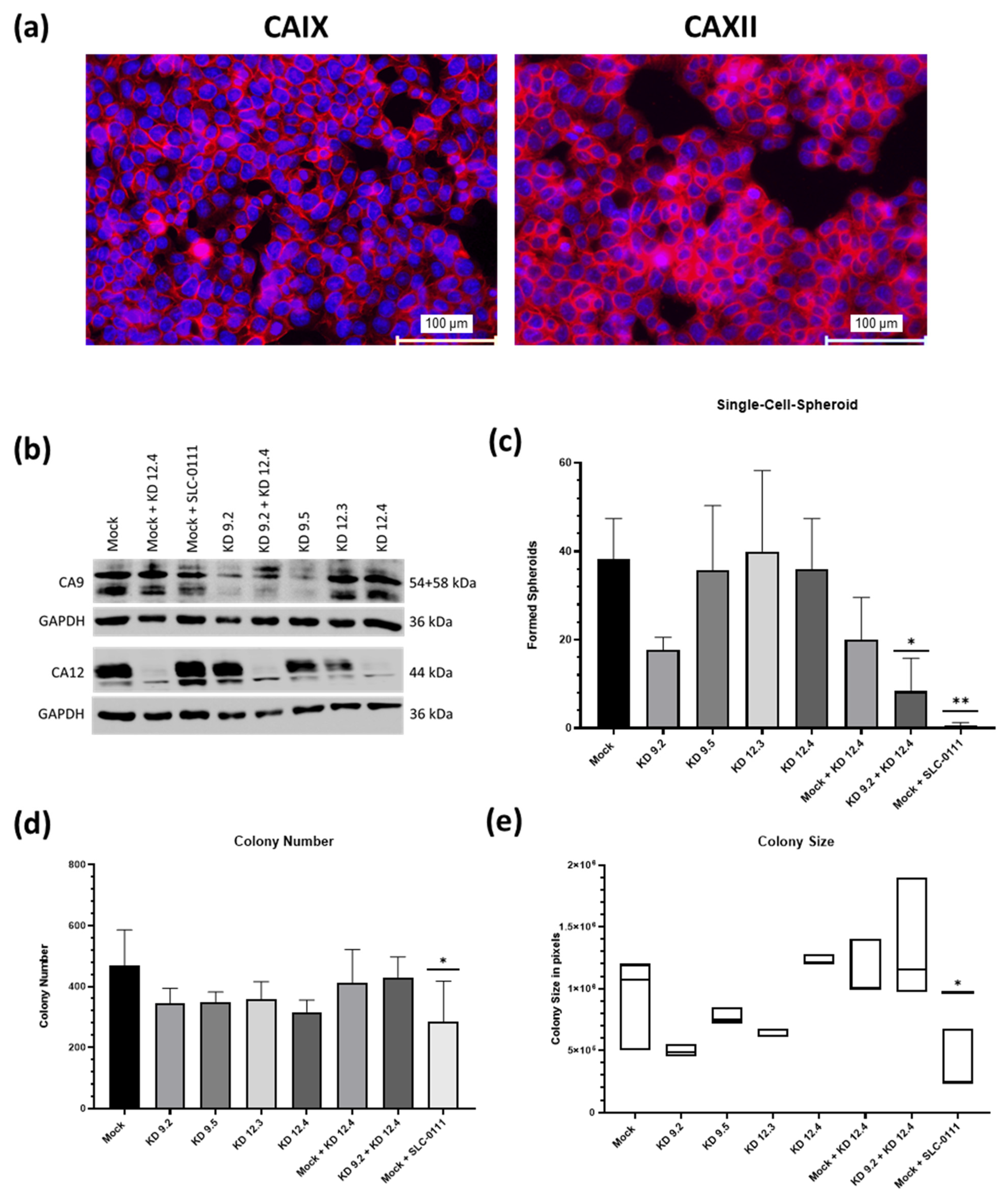 Ijms 24 05797 g003 Ijms 24 05797 g003