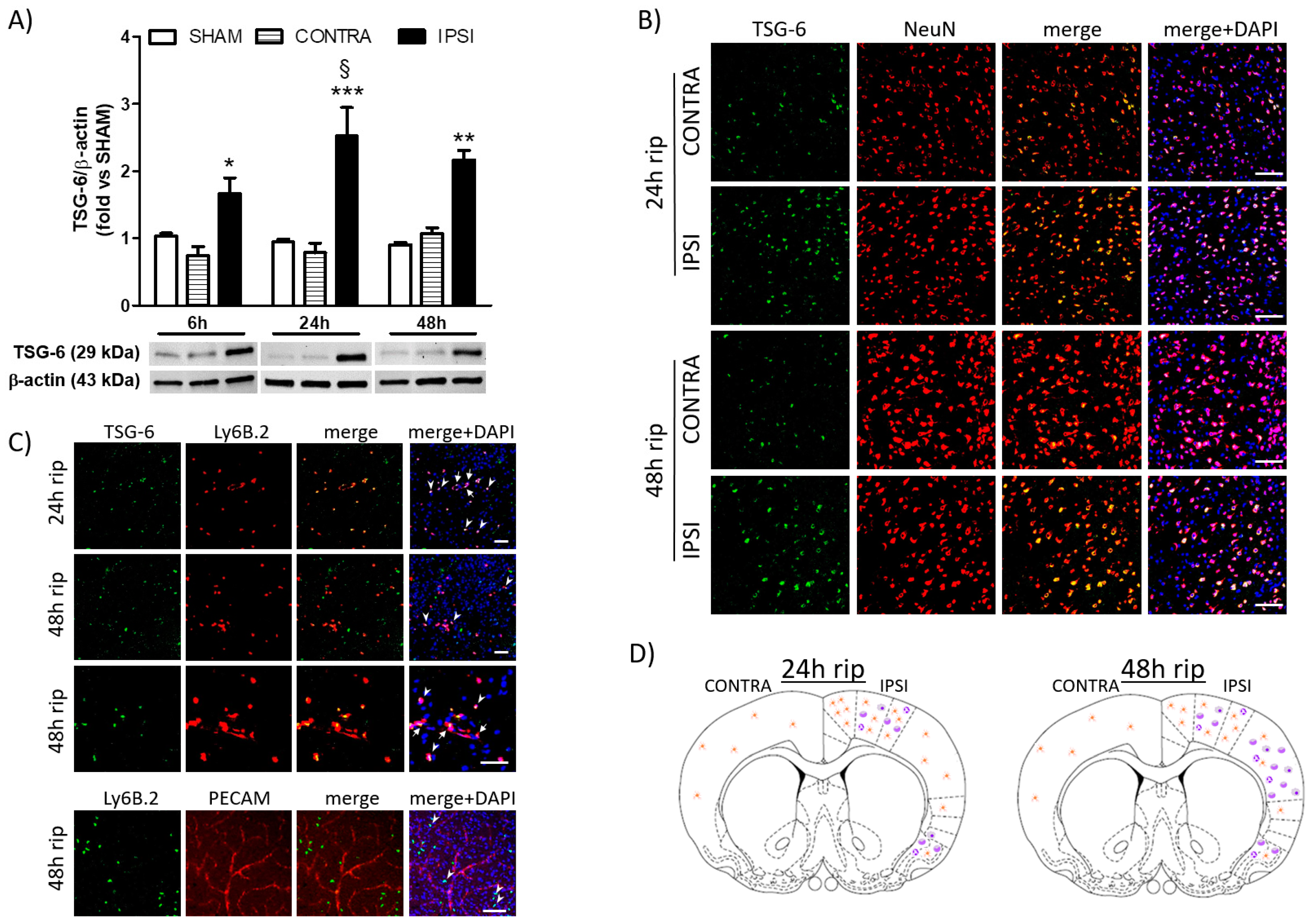 Ijms 24 05800 g001 Ijms 24 05800 g001