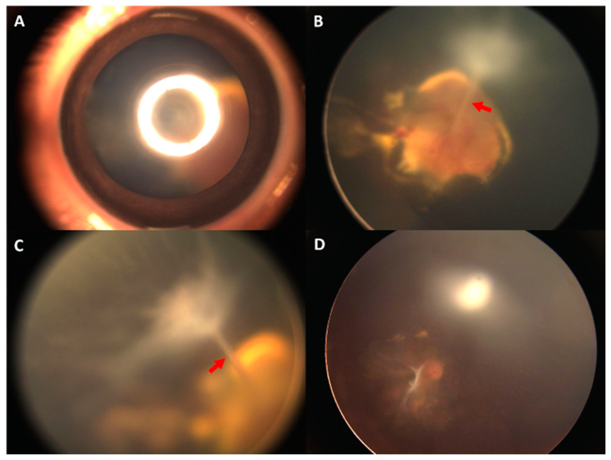 Ijms 24 05836 g001 Ijms 24 05836 g001