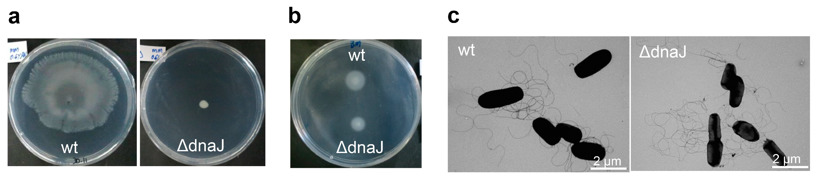 Ijms 24 05848 g004 Ijms 24 05848 g004