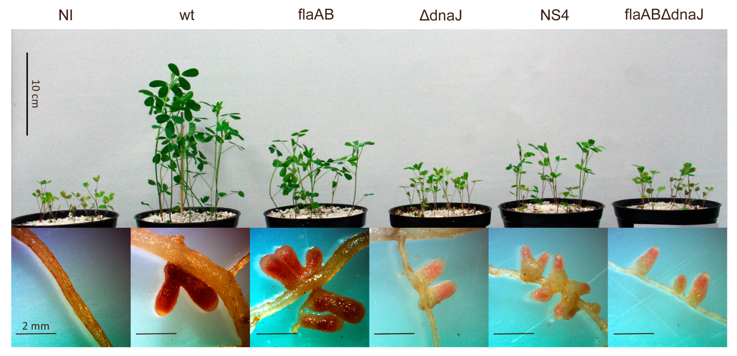 Ijms 24 05848 g008 Ijms 24 05848 g008