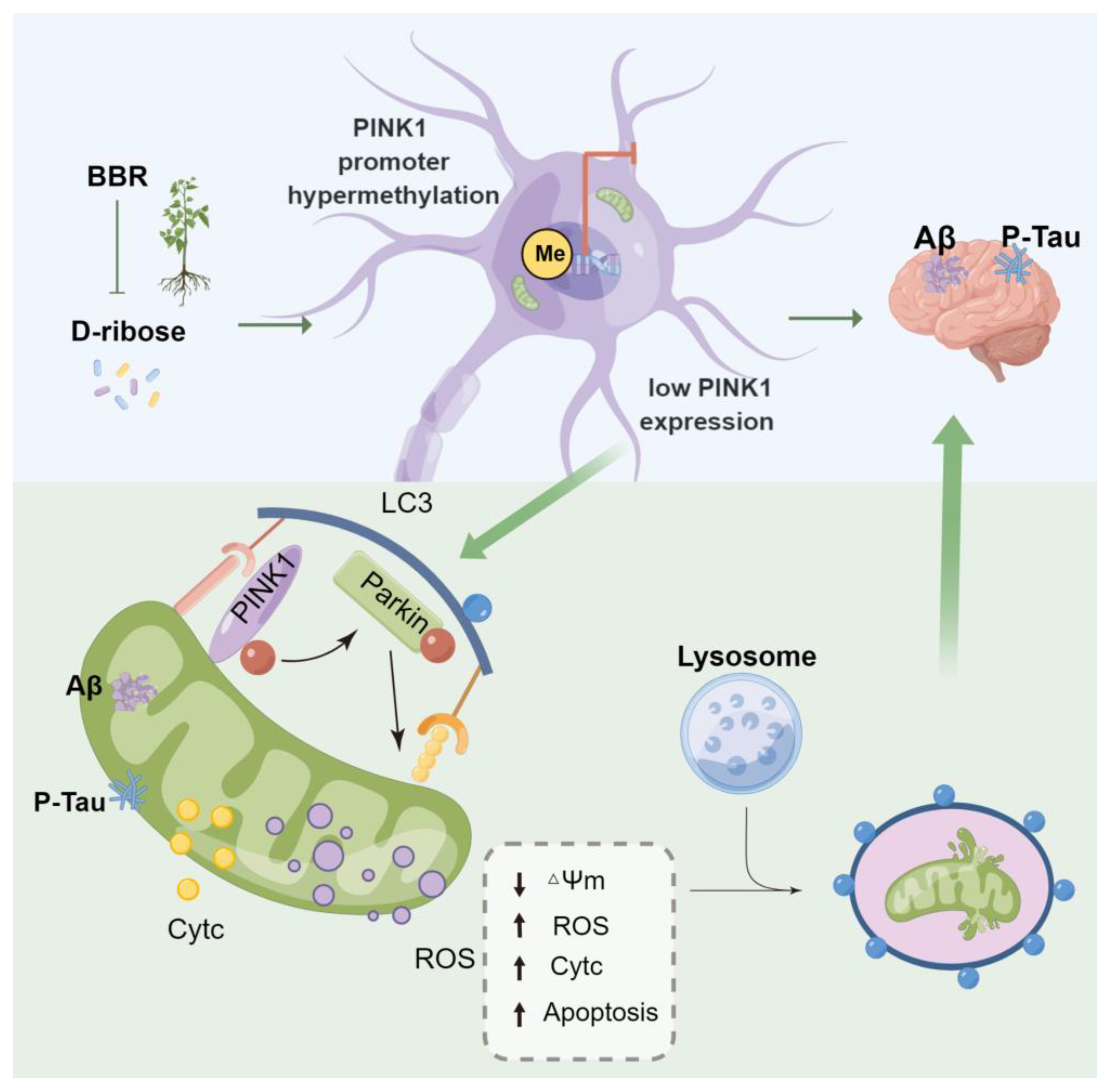 Ijms 24 05896 g008 Ijms 24 05896 g008
