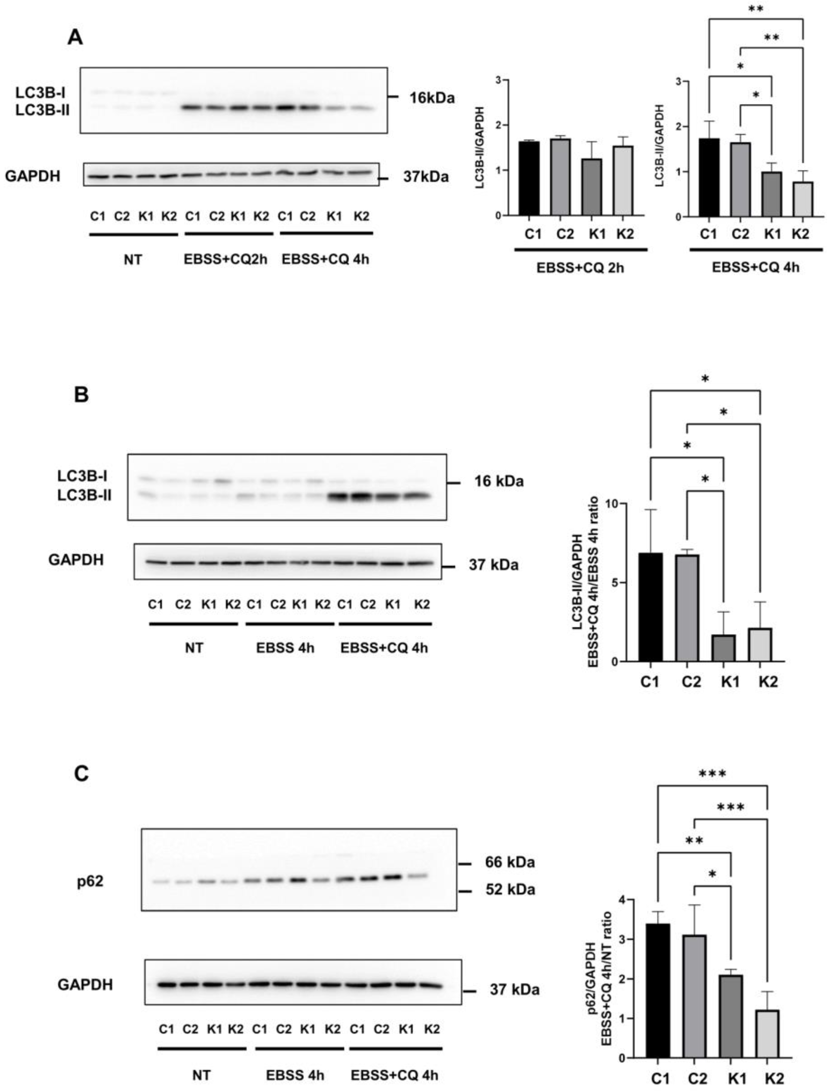 Ijms 24 05984 g003 Ijms 24 05984 g003
