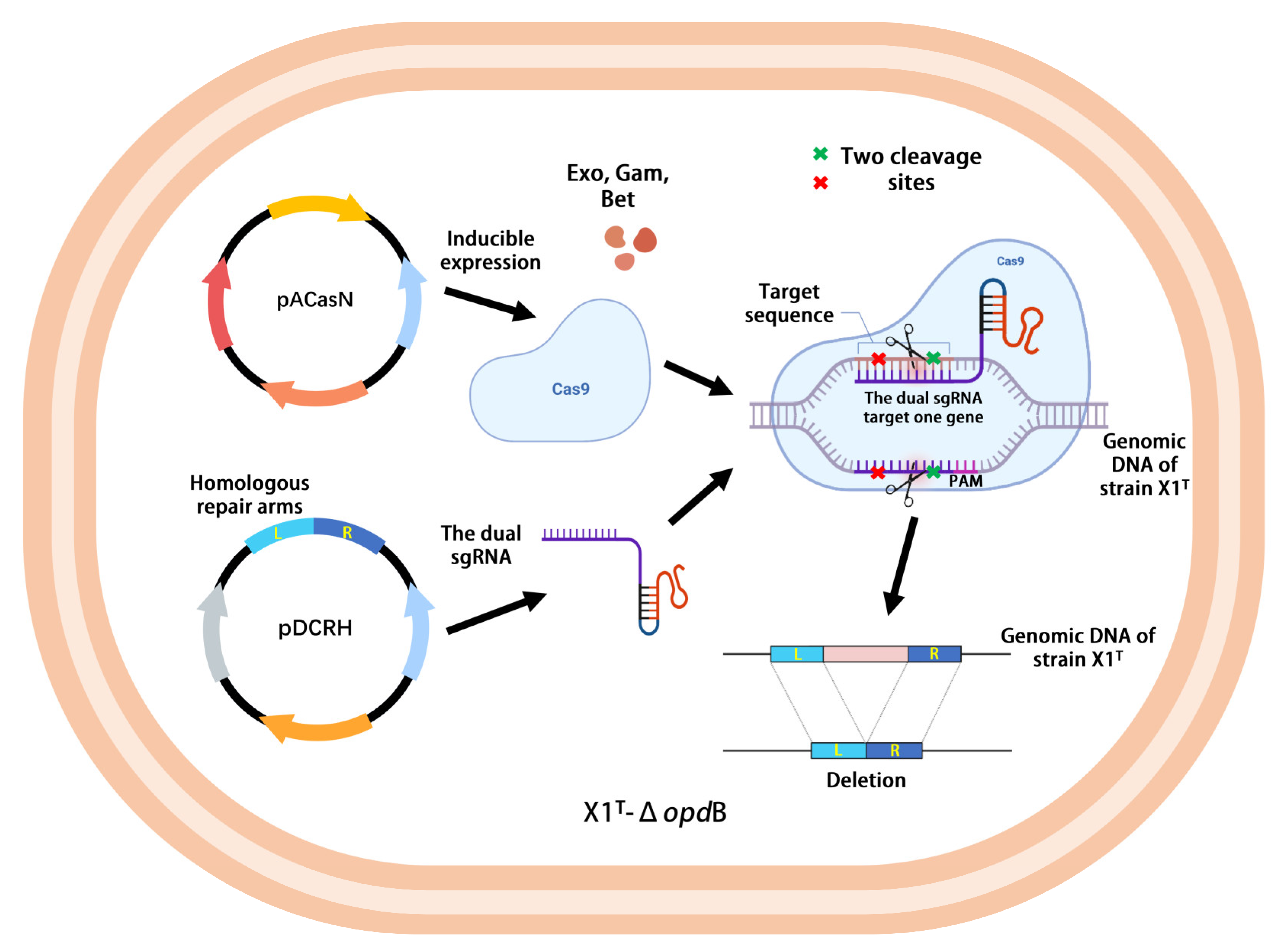 Ijms 24 06003 g004 Ijms 24 06003 g004