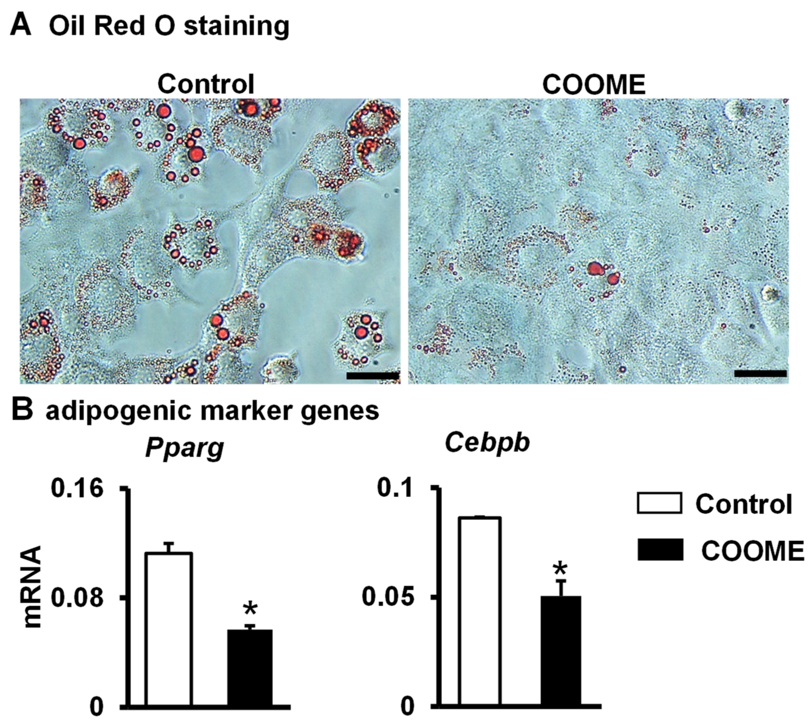 Ijms 24 06008 g003 Ijms 24 06008 g003