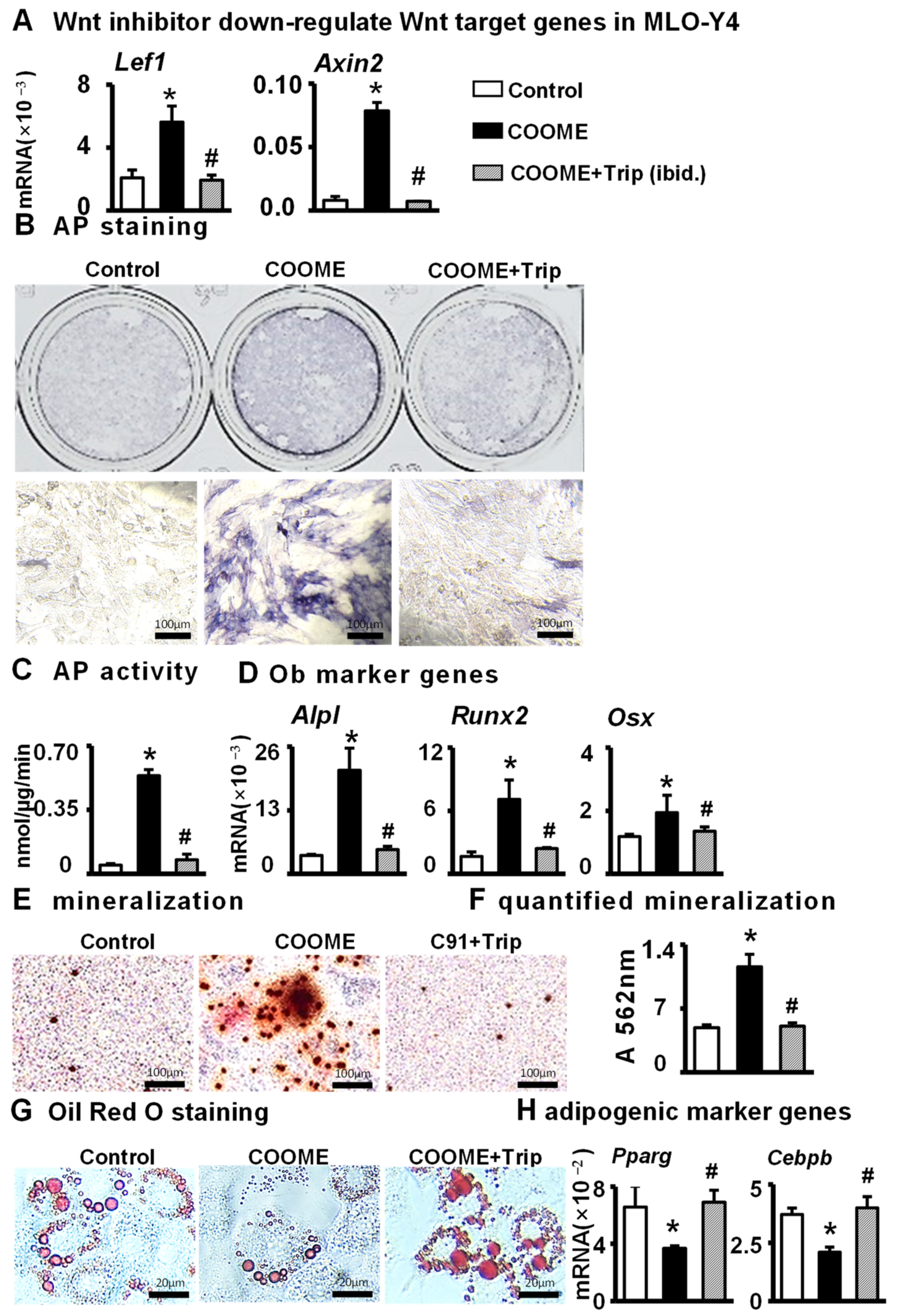Ijms 24 06008 g004 Ijms 24 06008 g004