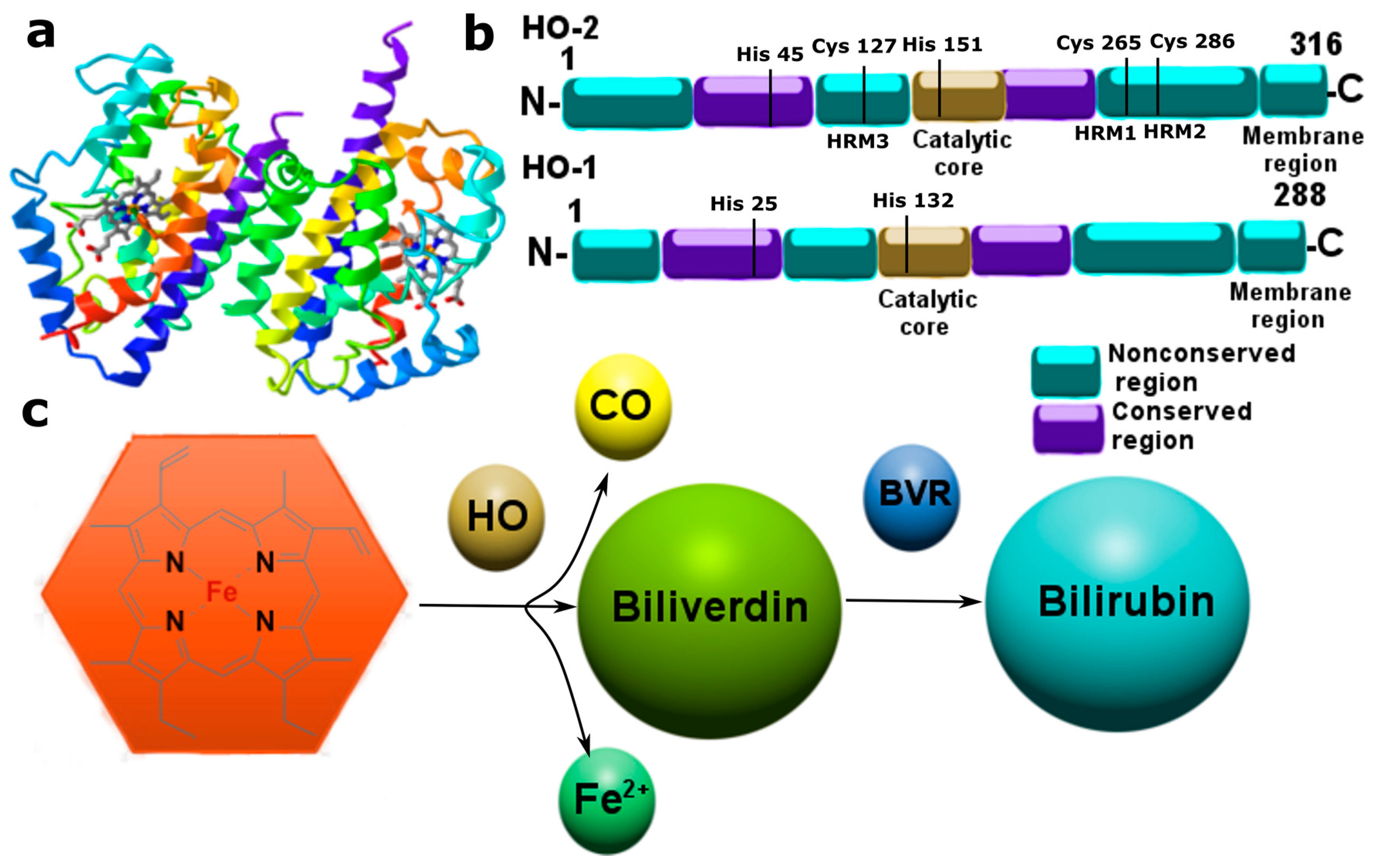 Ijms 24 06014 g003 Ijms 24 06014 g003