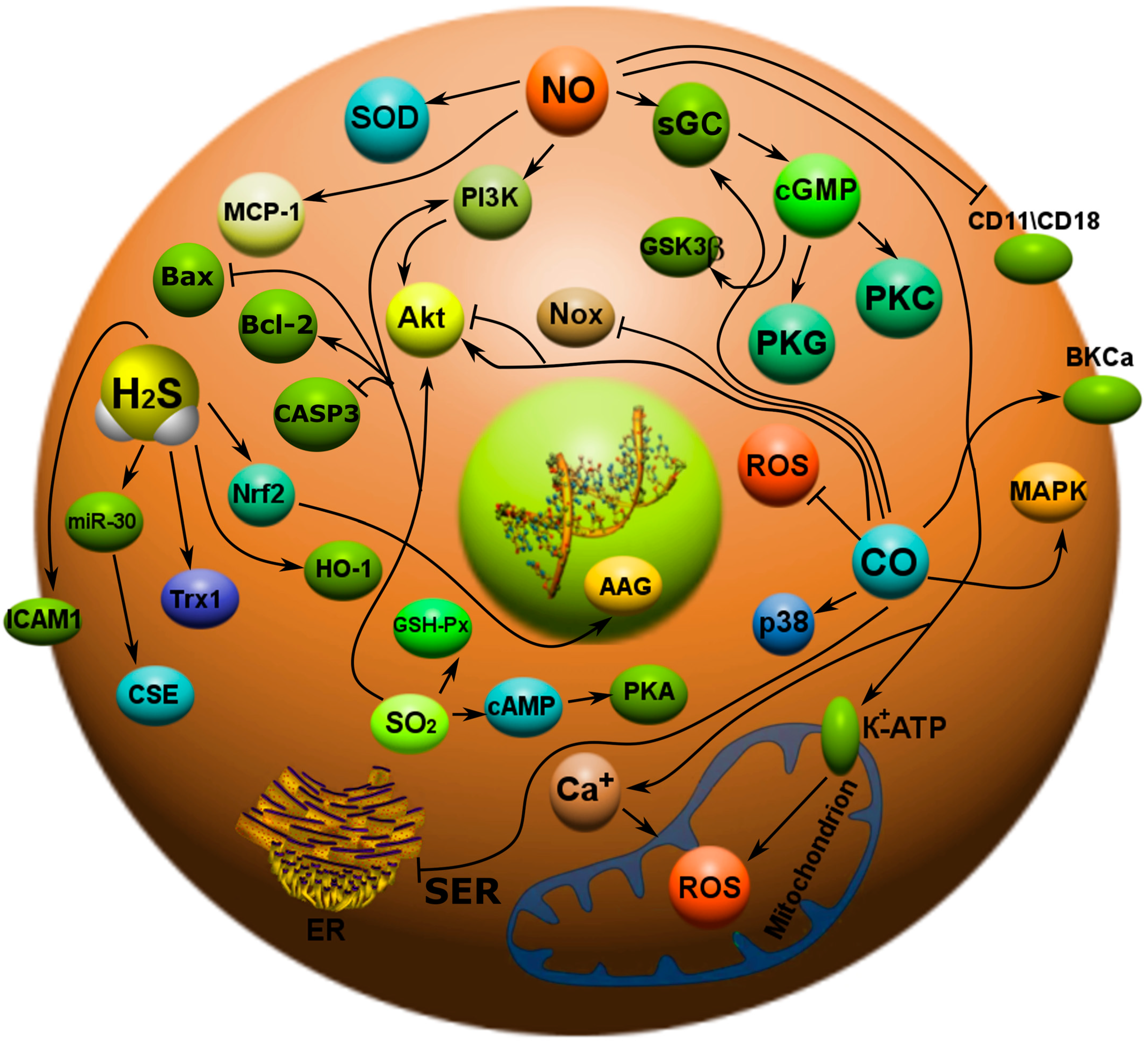 Ijms 24 06014 g006 Ijms 24 06014 g006