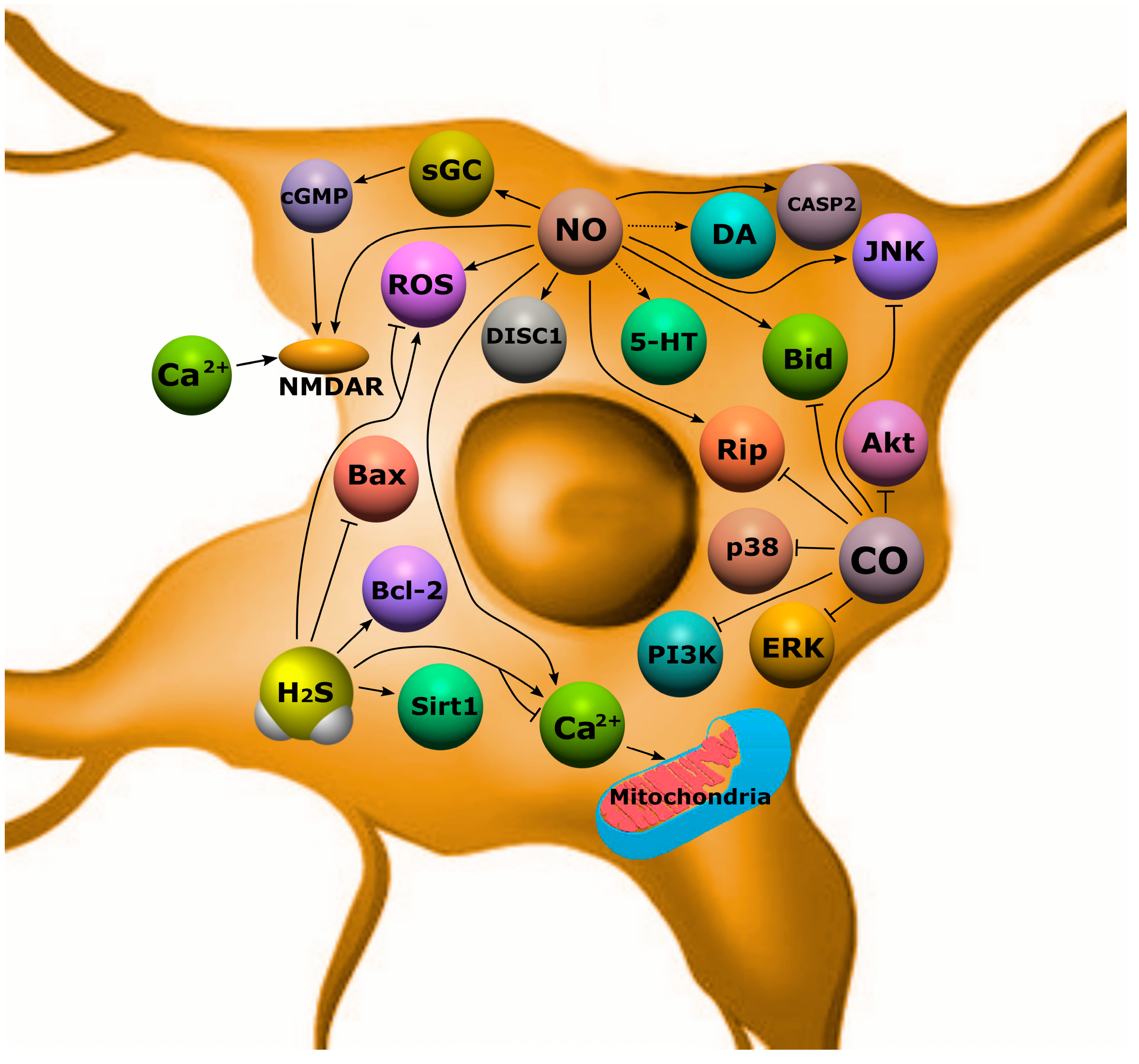 Ijms 24 06014 g011 Ijms 24 06014 g011