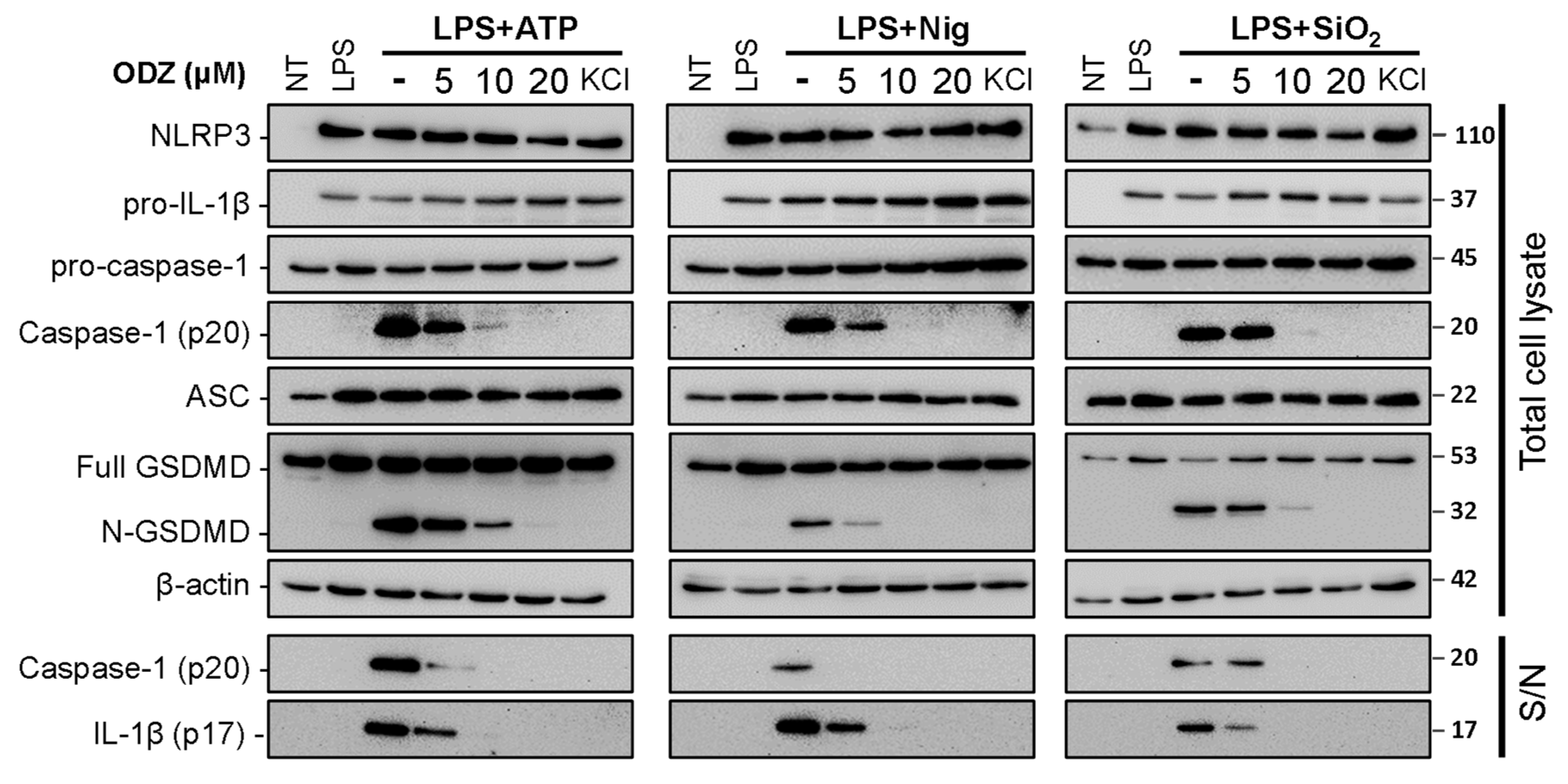 Ijms 24 06079 g002 Ijms 24 06079 g002