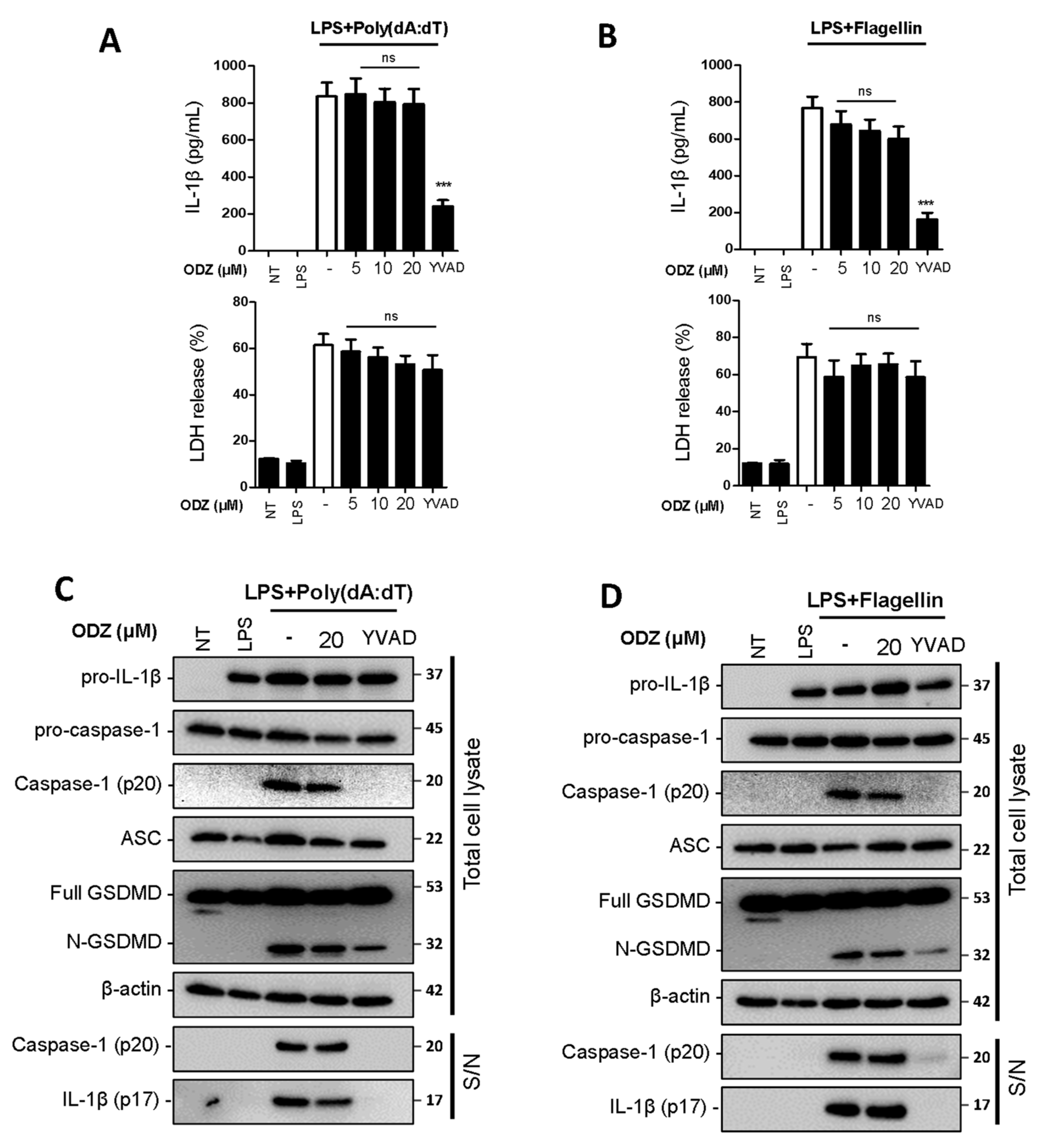 Ijms 24 06079 g003 Ijms 24 06079 g003