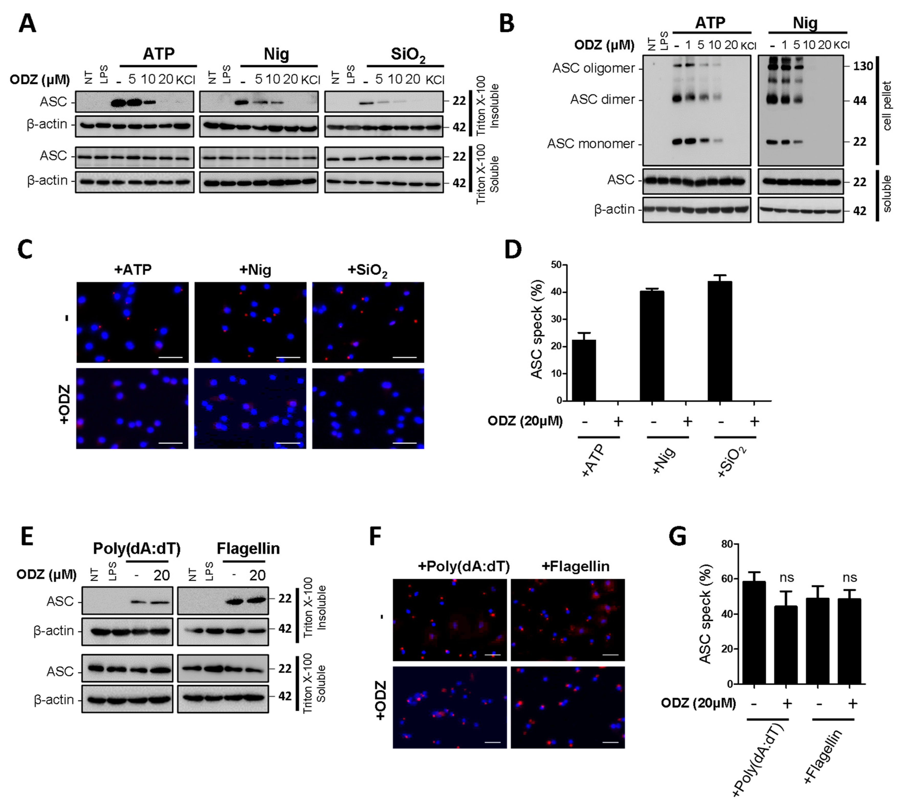Ijms 24 06079 g004 Ijms 24 06079 g004
