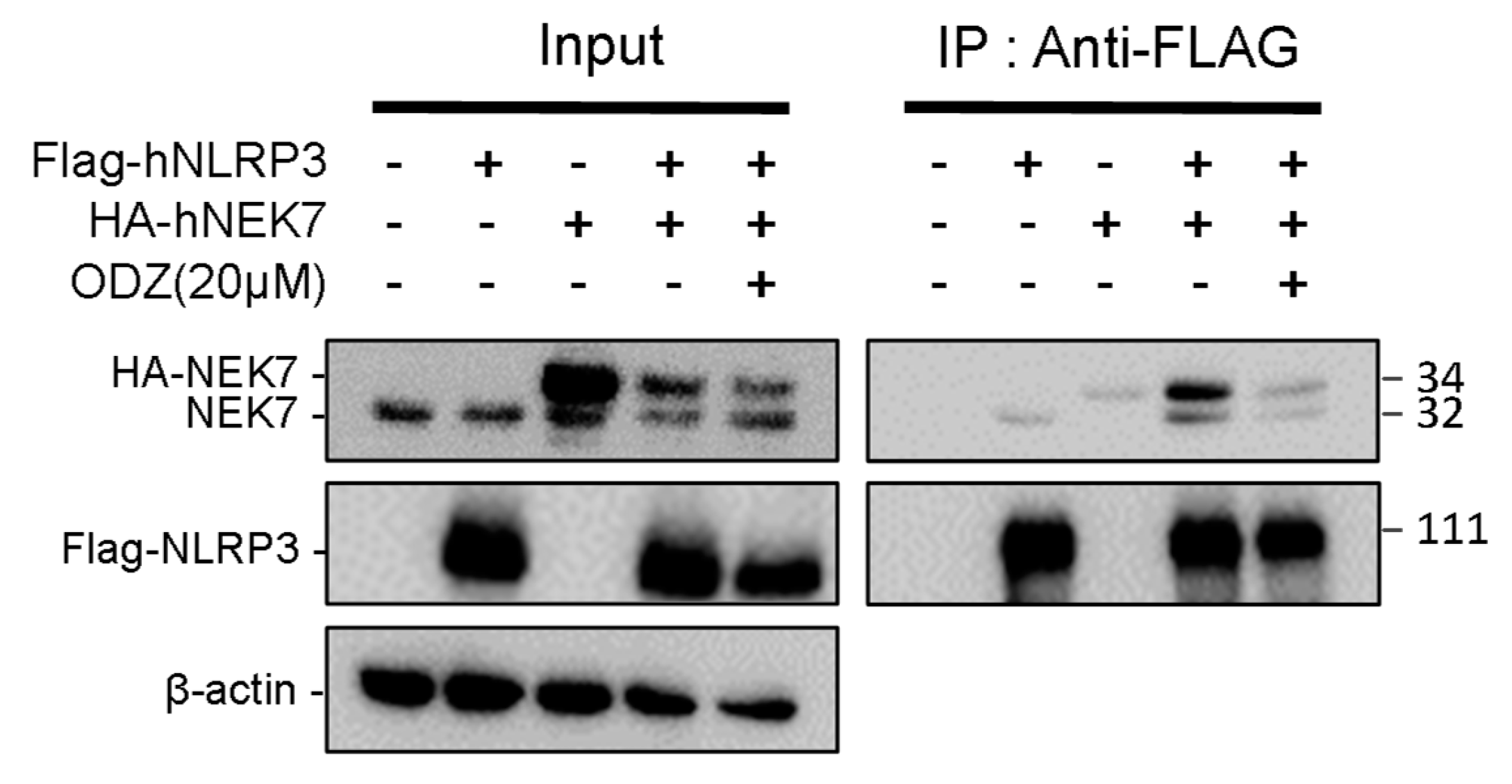 Ijms 24 06079 g005 Ijms 24 06079 g005