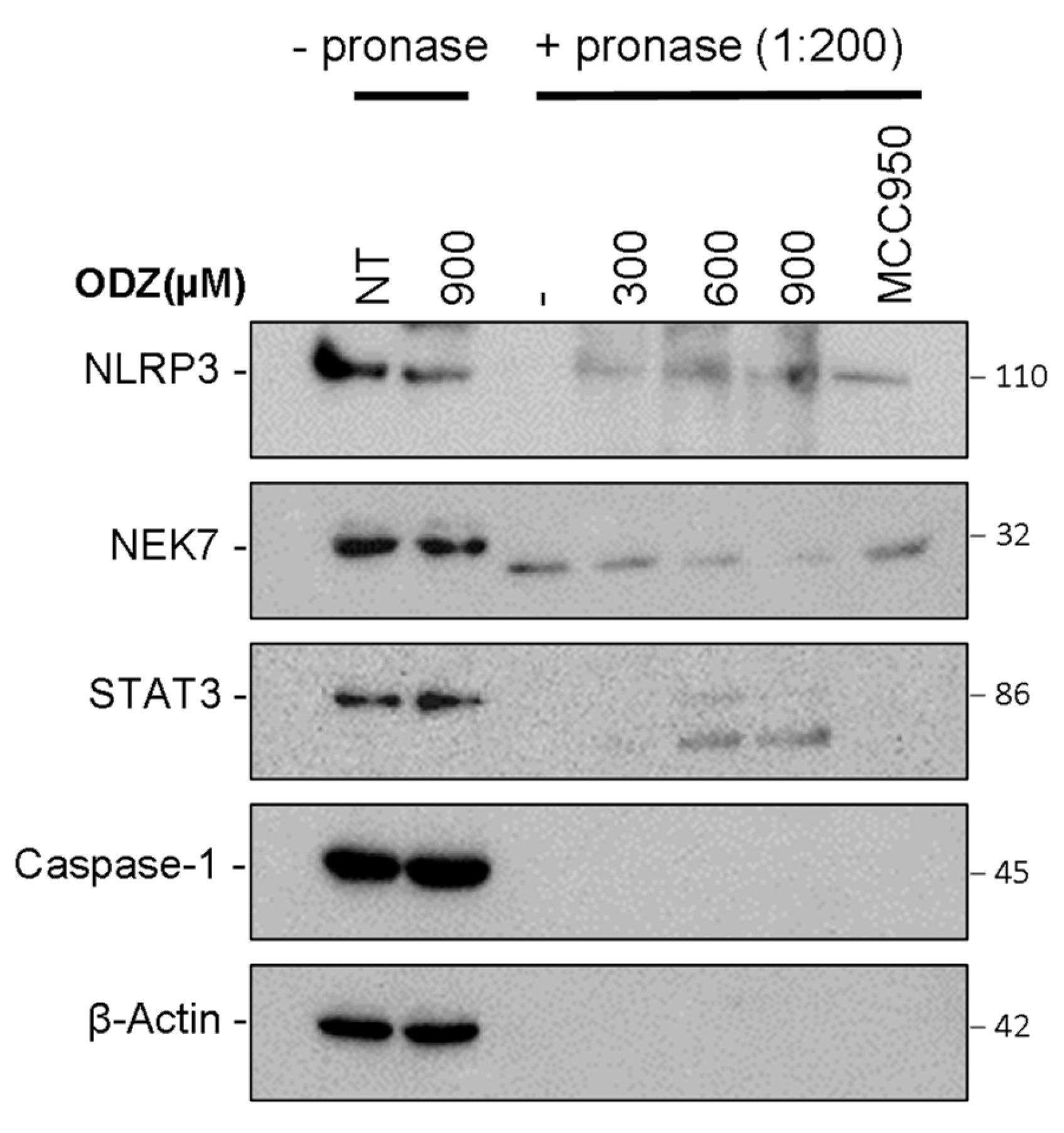 Ijms 24 06079 g006 Ijms 24 06079 g006
