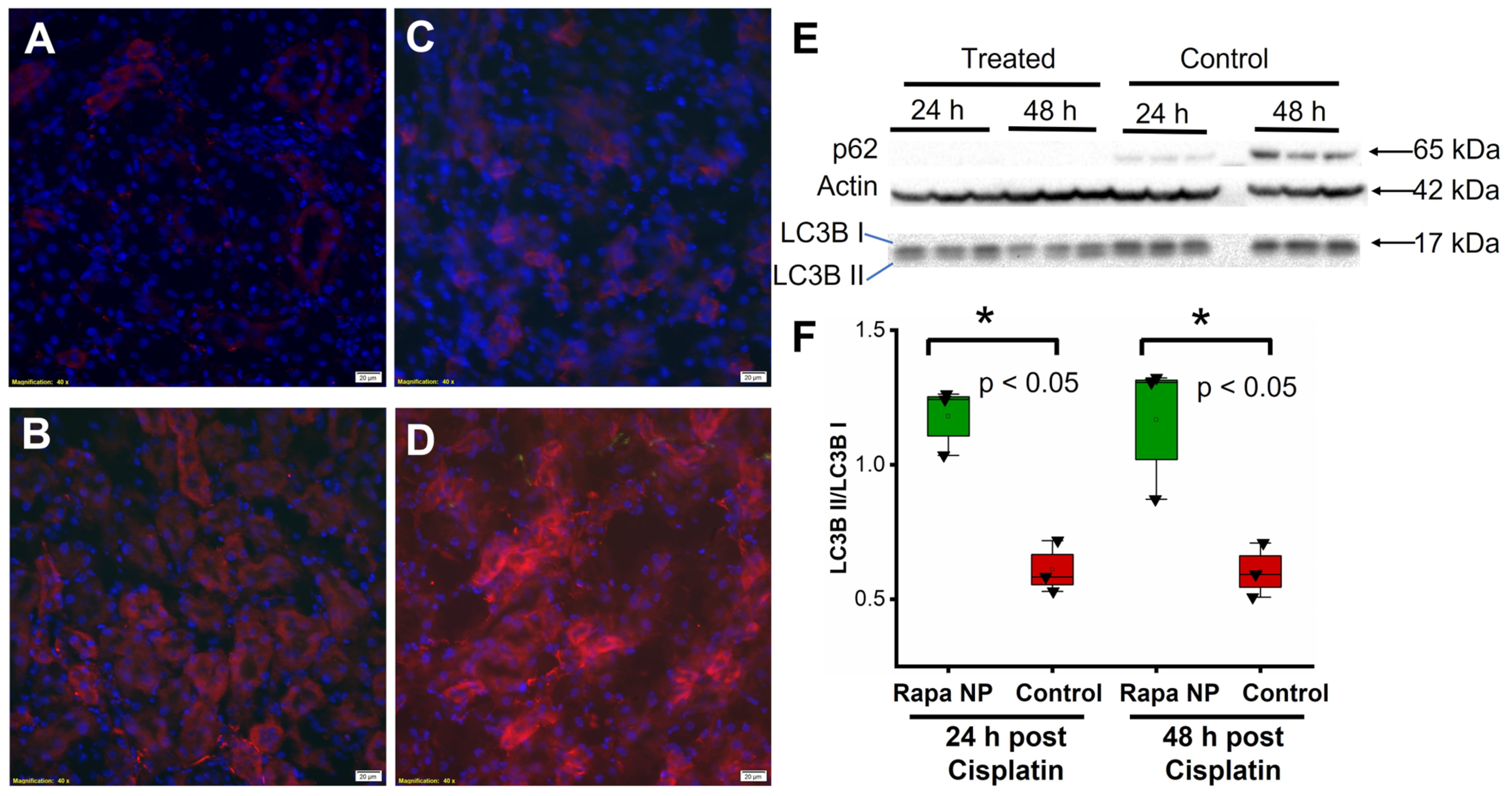 Ijms 24 06086 g003 Ijms 24 06086 g003