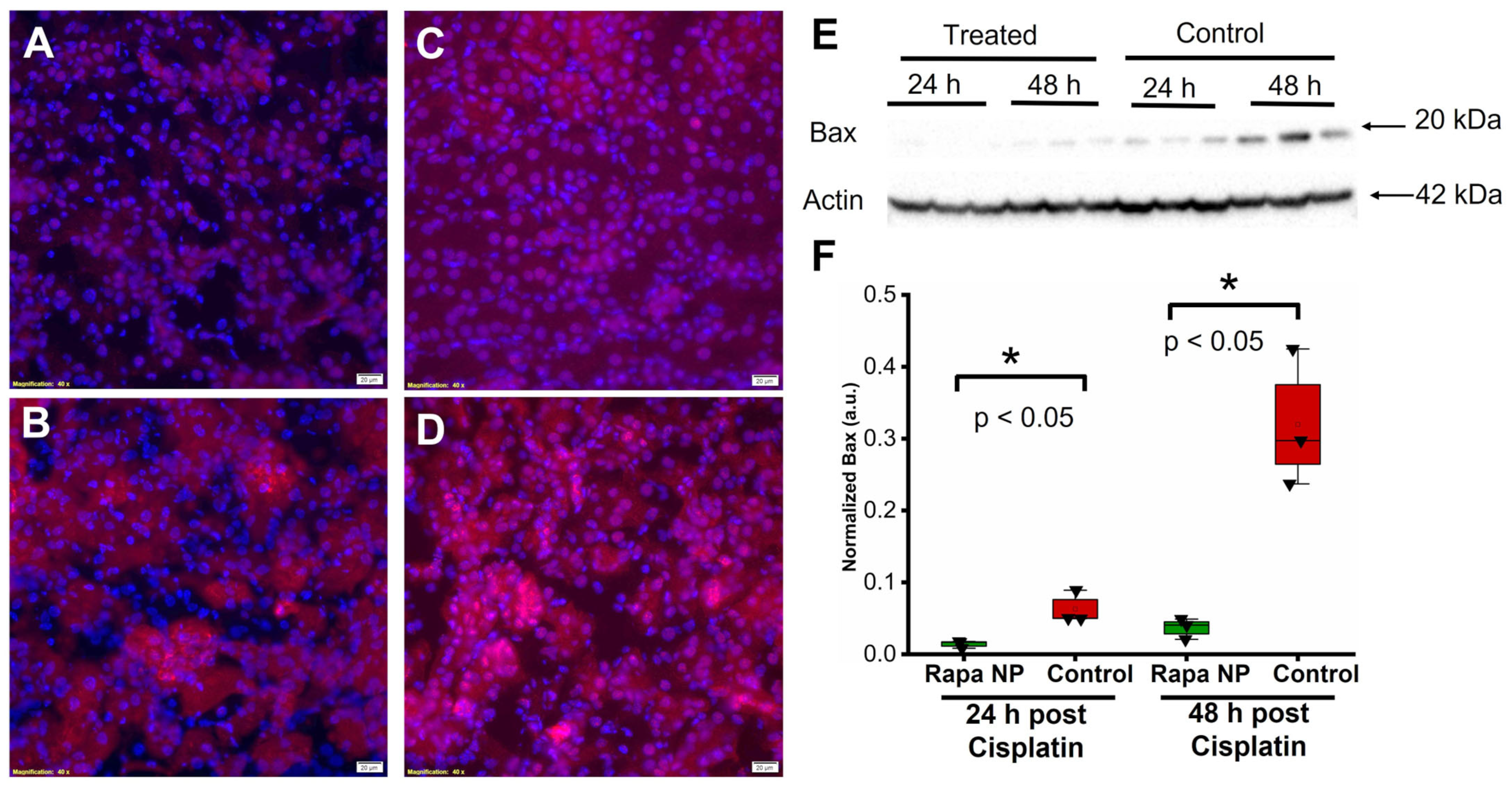Ijms 24 06086 g006 Ijms 24 06086 g006