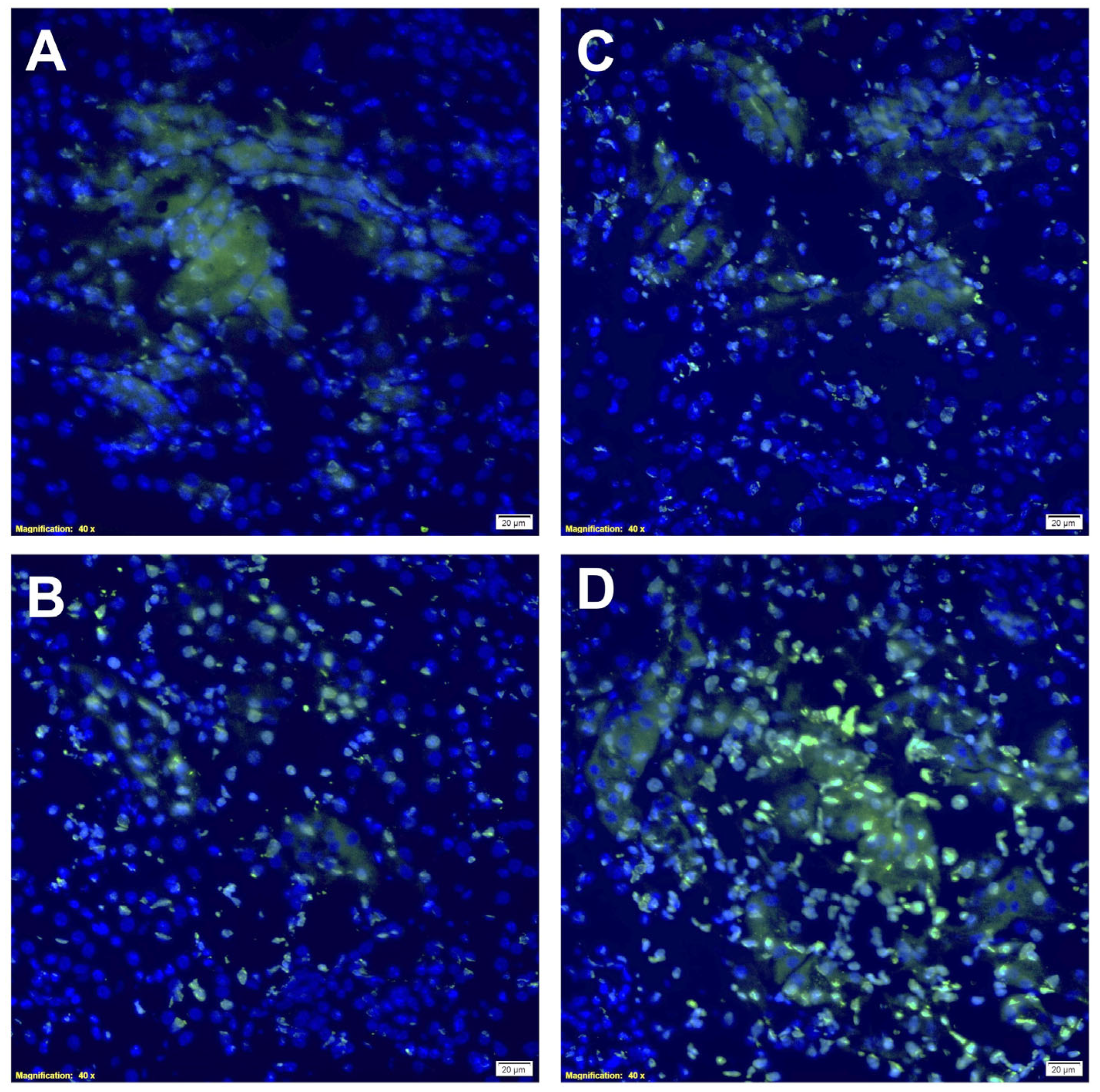 Ijms 24 06086 g007 Ijms 24 06086 g007