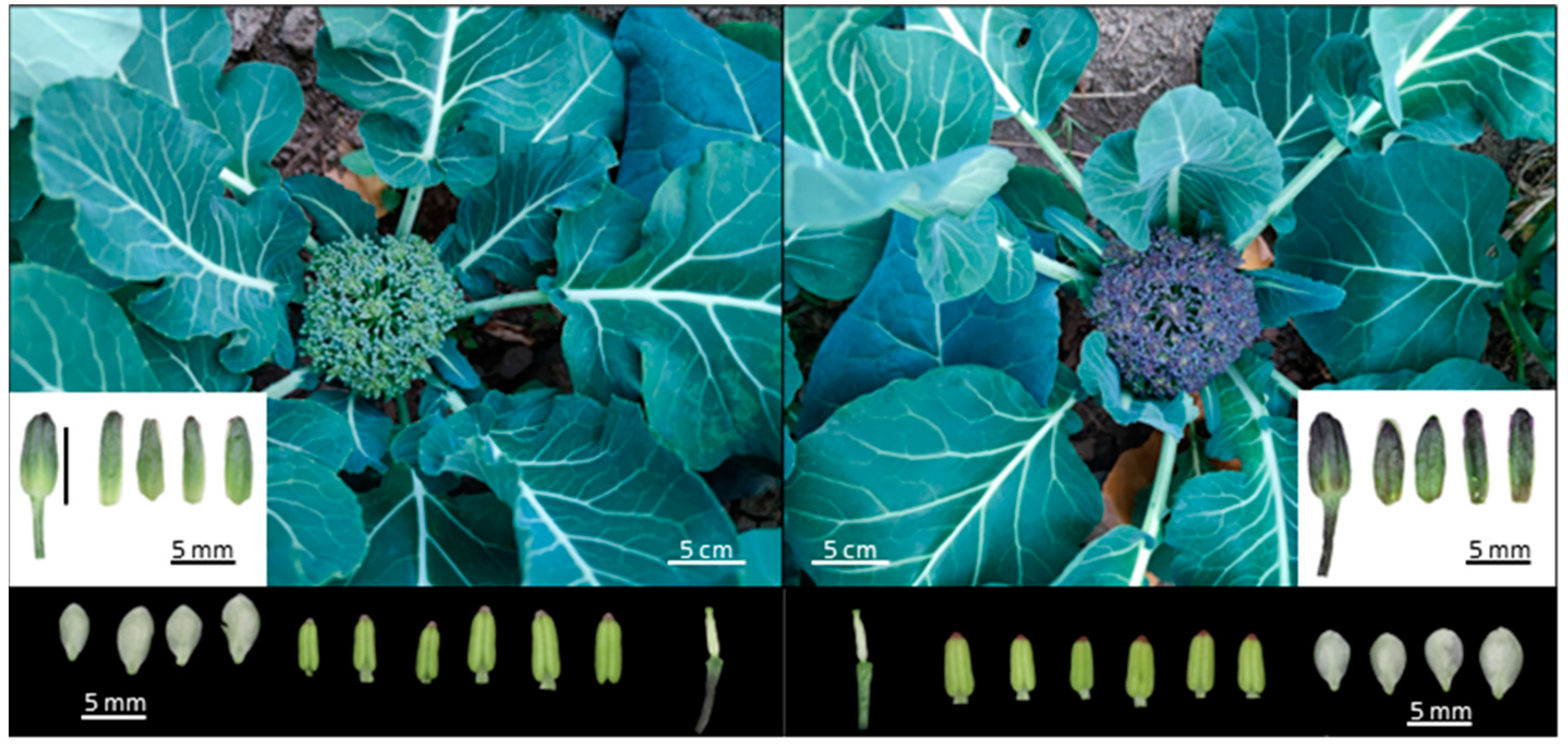 Ijms 24 06115 g001 Ijms 24 06115 g001