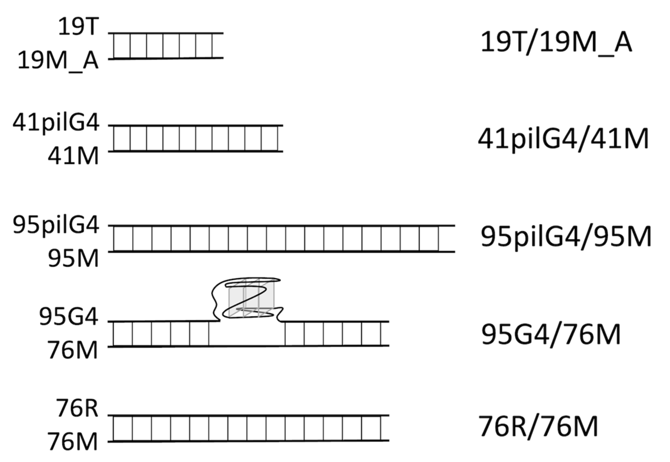 Ijms 24 06167 g003 Ijms 24 06167 g003