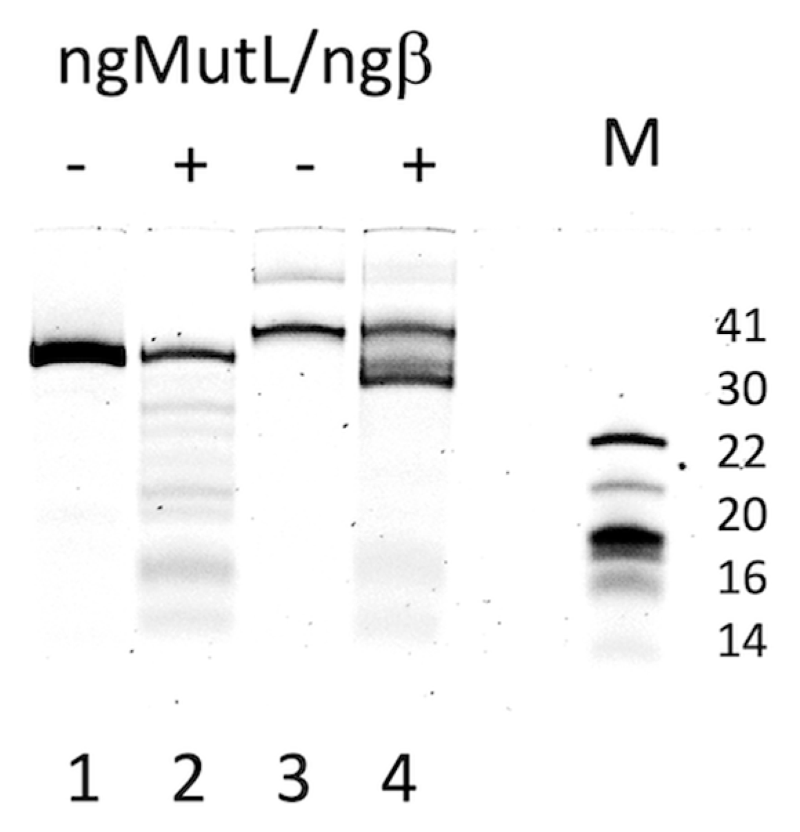 Ijms 24 06167 g007 Ijms 24 06167 g007