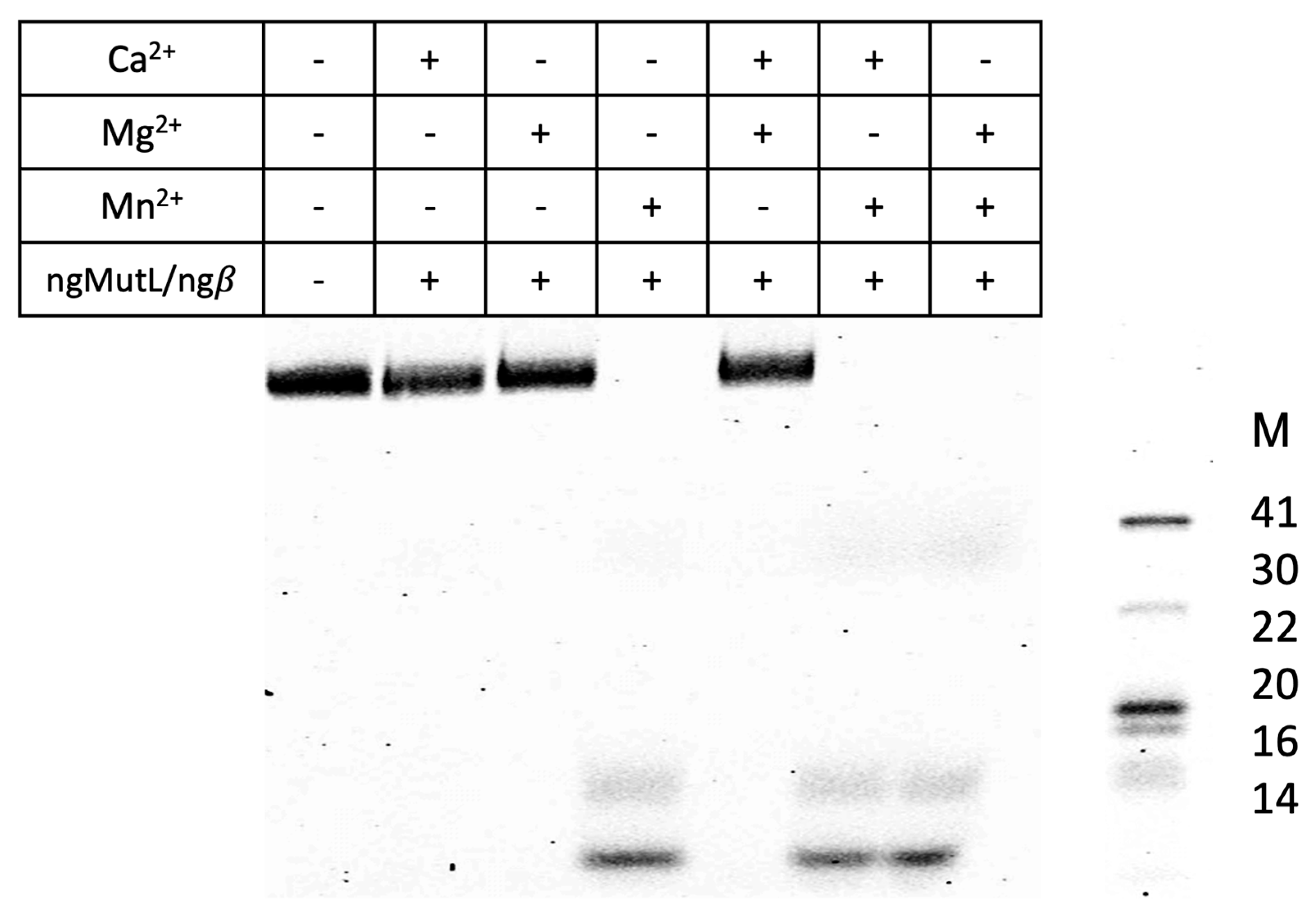 Ijms 24 06167 g008 Ijms 24 06167 g008