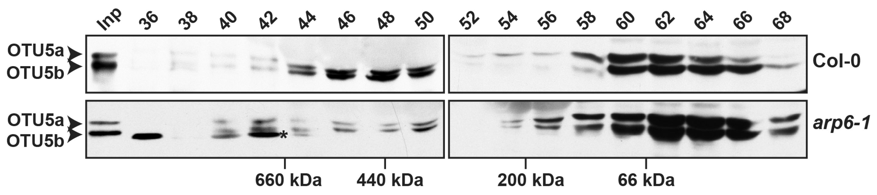 Ijms 24 06176 g008 Ijms 24 06176 g008