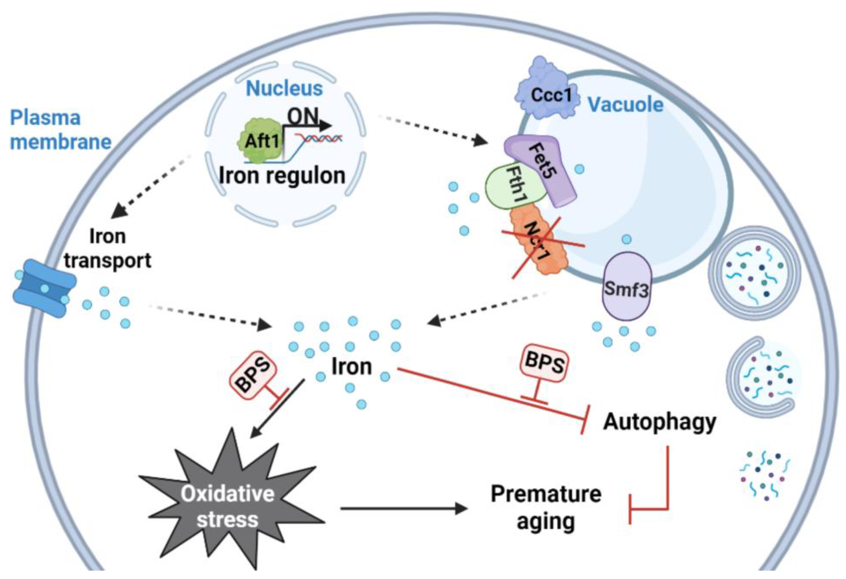 Ijms 24 06221 g007 Ijms 24 06221 g007