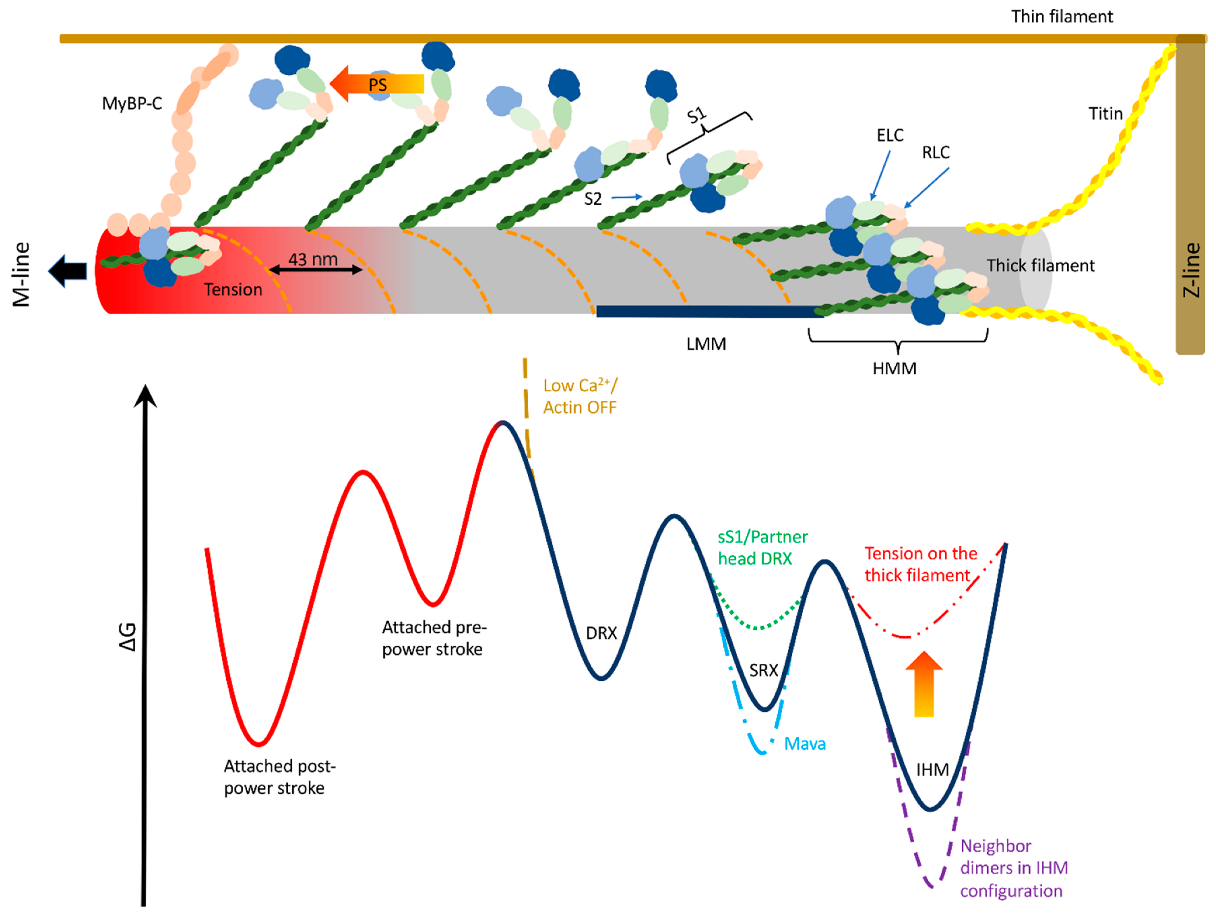 Ijms 24 06265 g001 Ijms 24 06265 g001