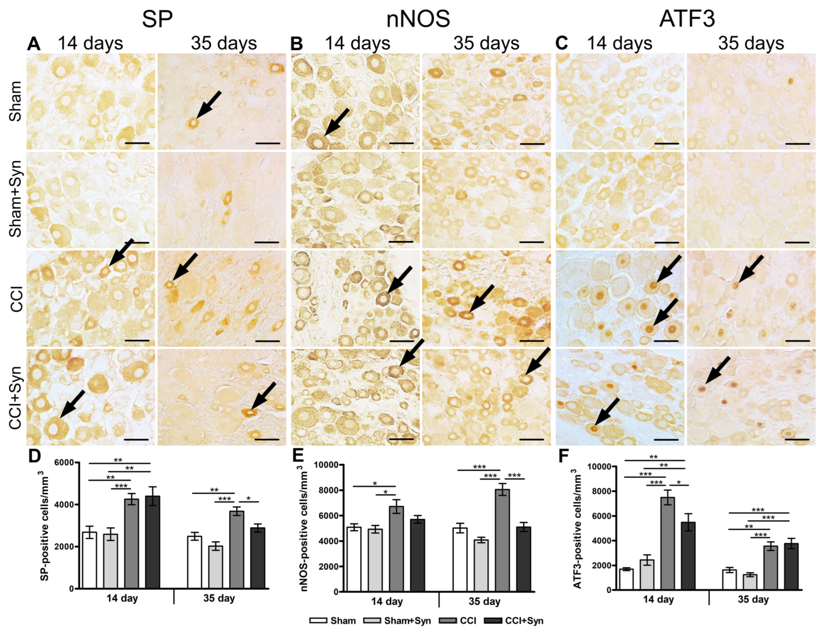 Ijms 24 06273 g006 Ijms 24 06273 g006