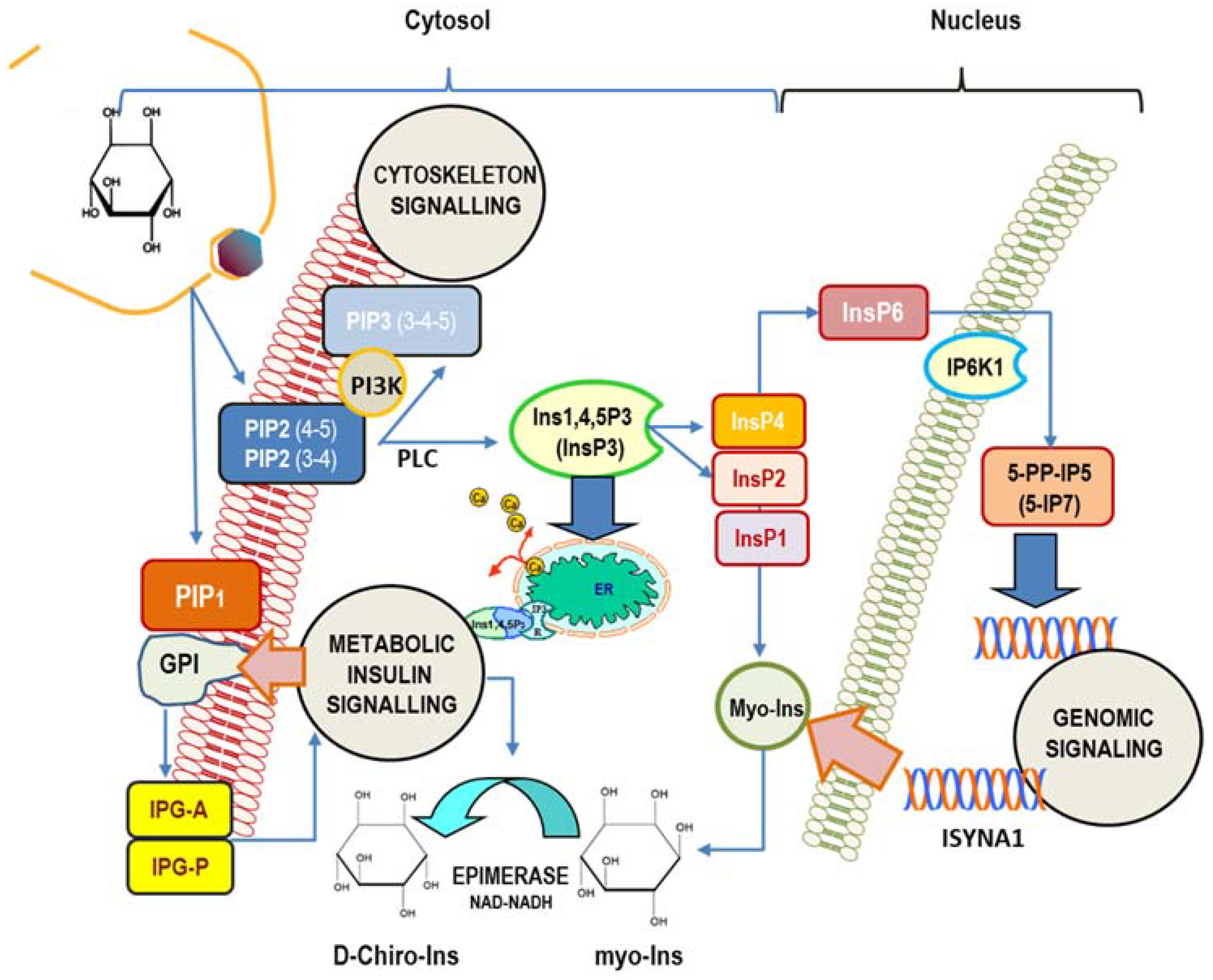 Ijms 24 06296 g001 Ijms 24 06296 g001
