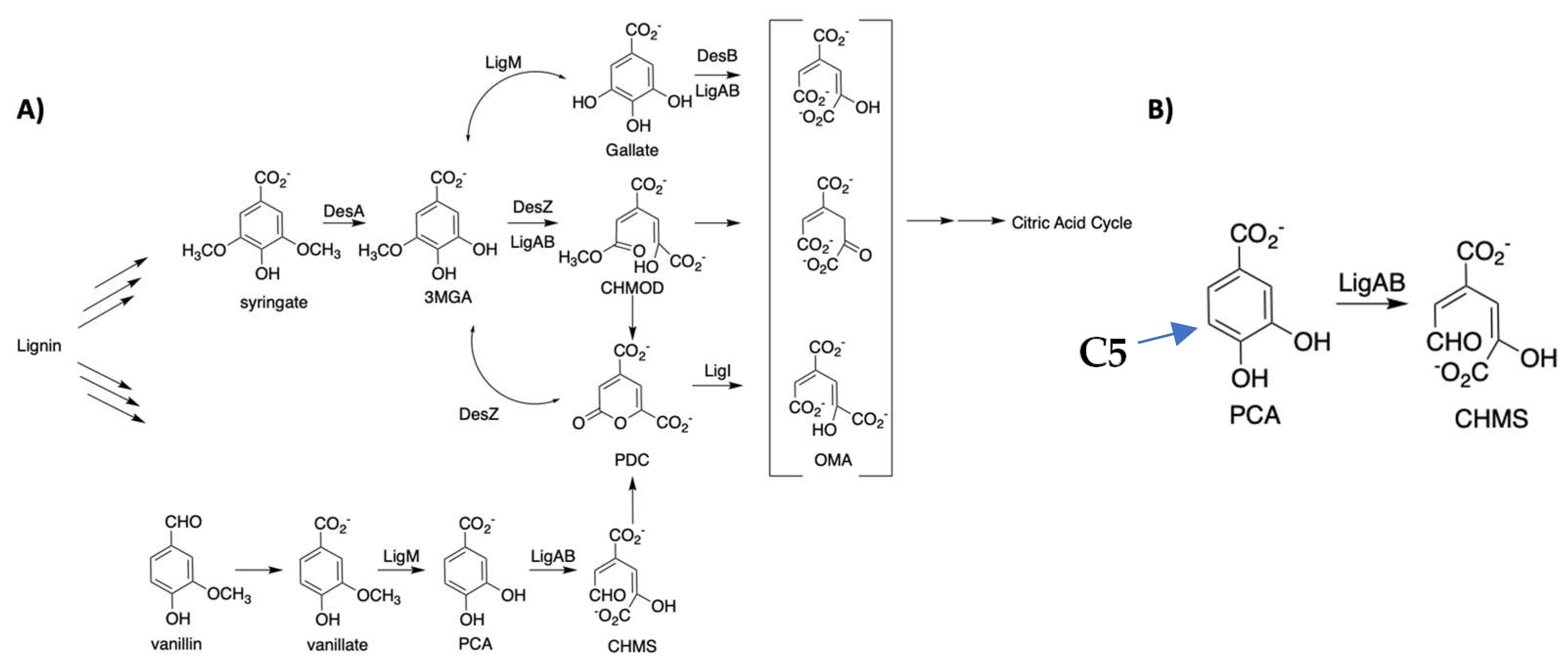 Ijms 24 06319 g001 Ijms 24 06319 g001