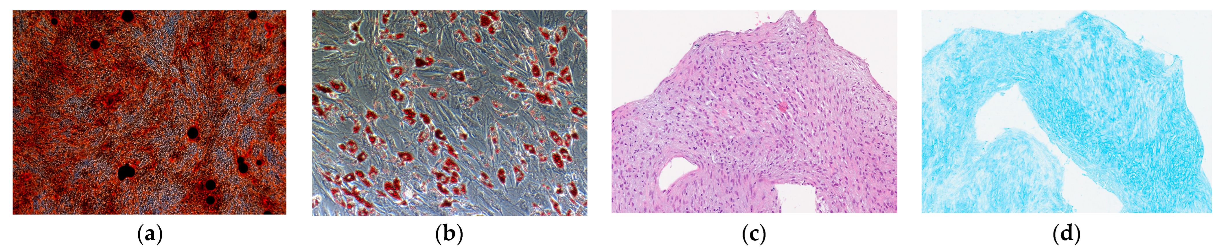 Ijms 24 06346 g010 Ijms 24 06346 g010