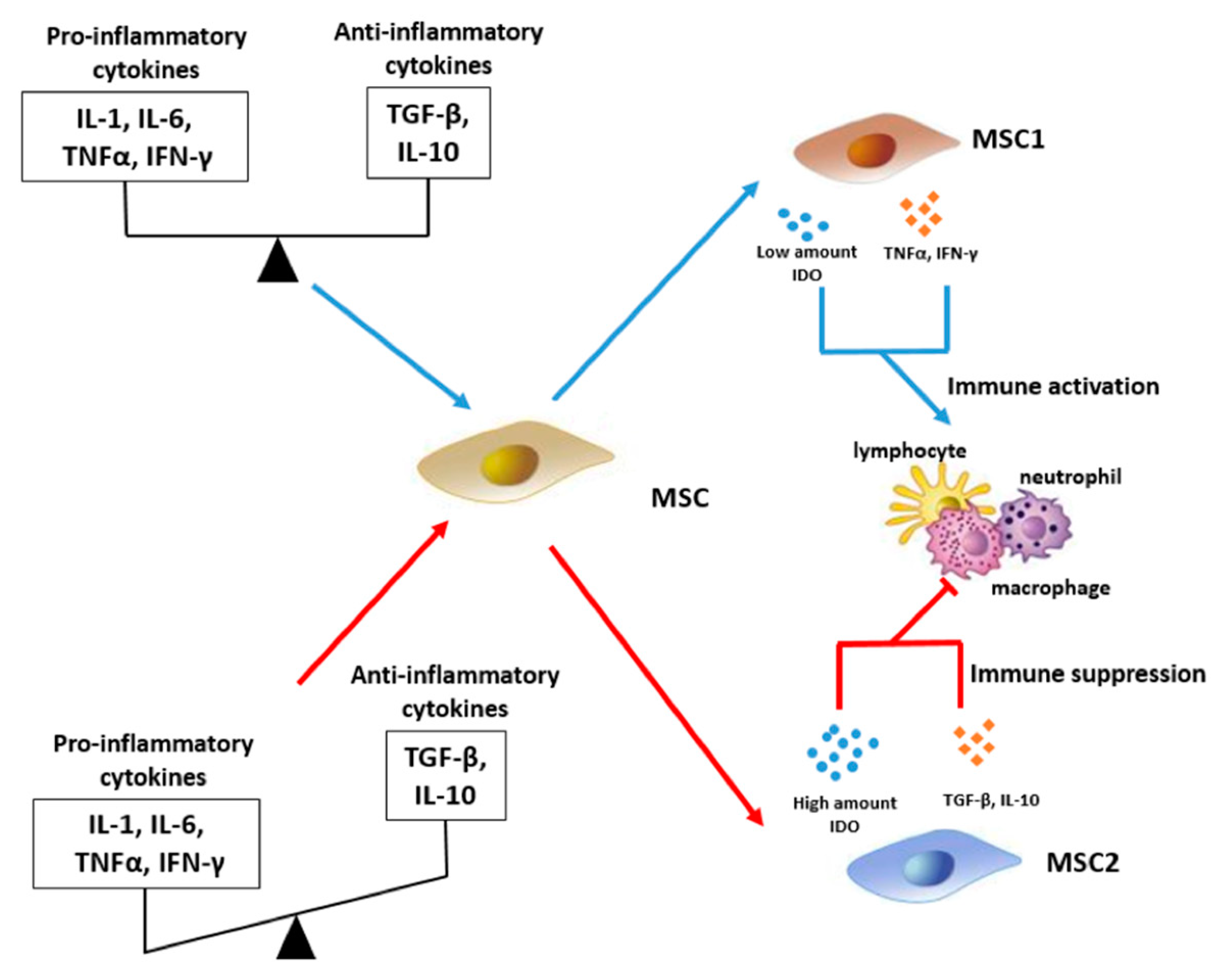 Ijms 24 06372 g002 Ijms 24 06372 g002