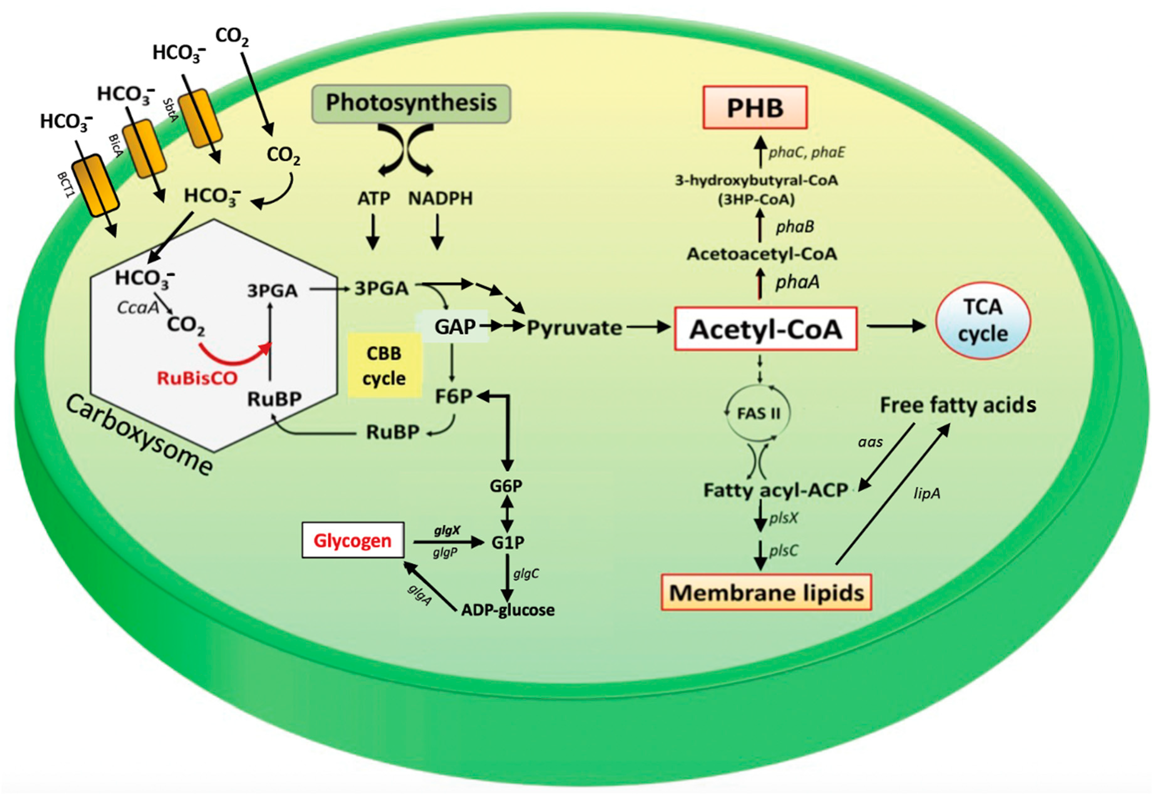Ijms 24 06415 g001 Ijms 24 06415 g001