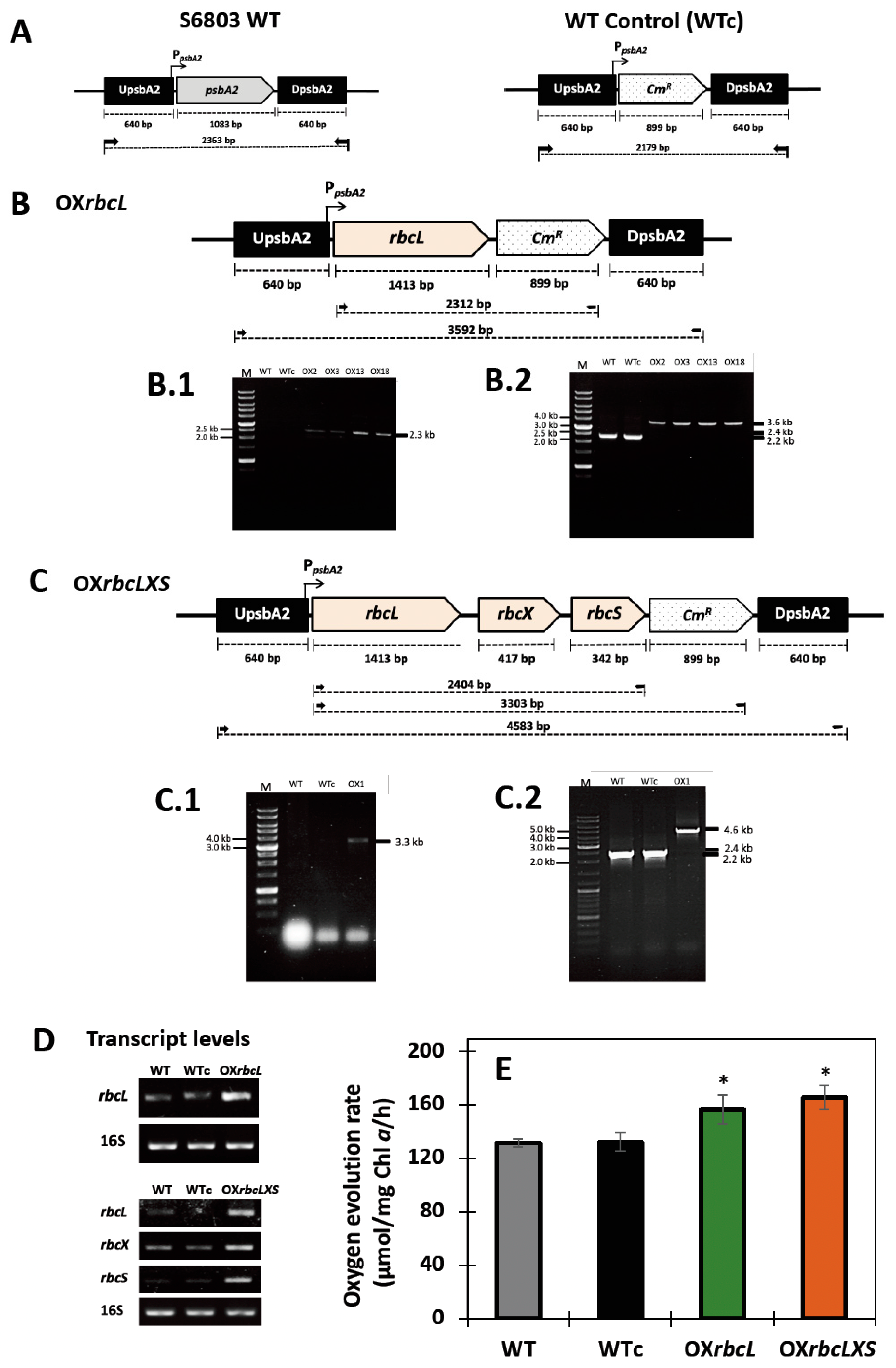 Ijms 24 06415 g002 Ijms 24 06415 g002