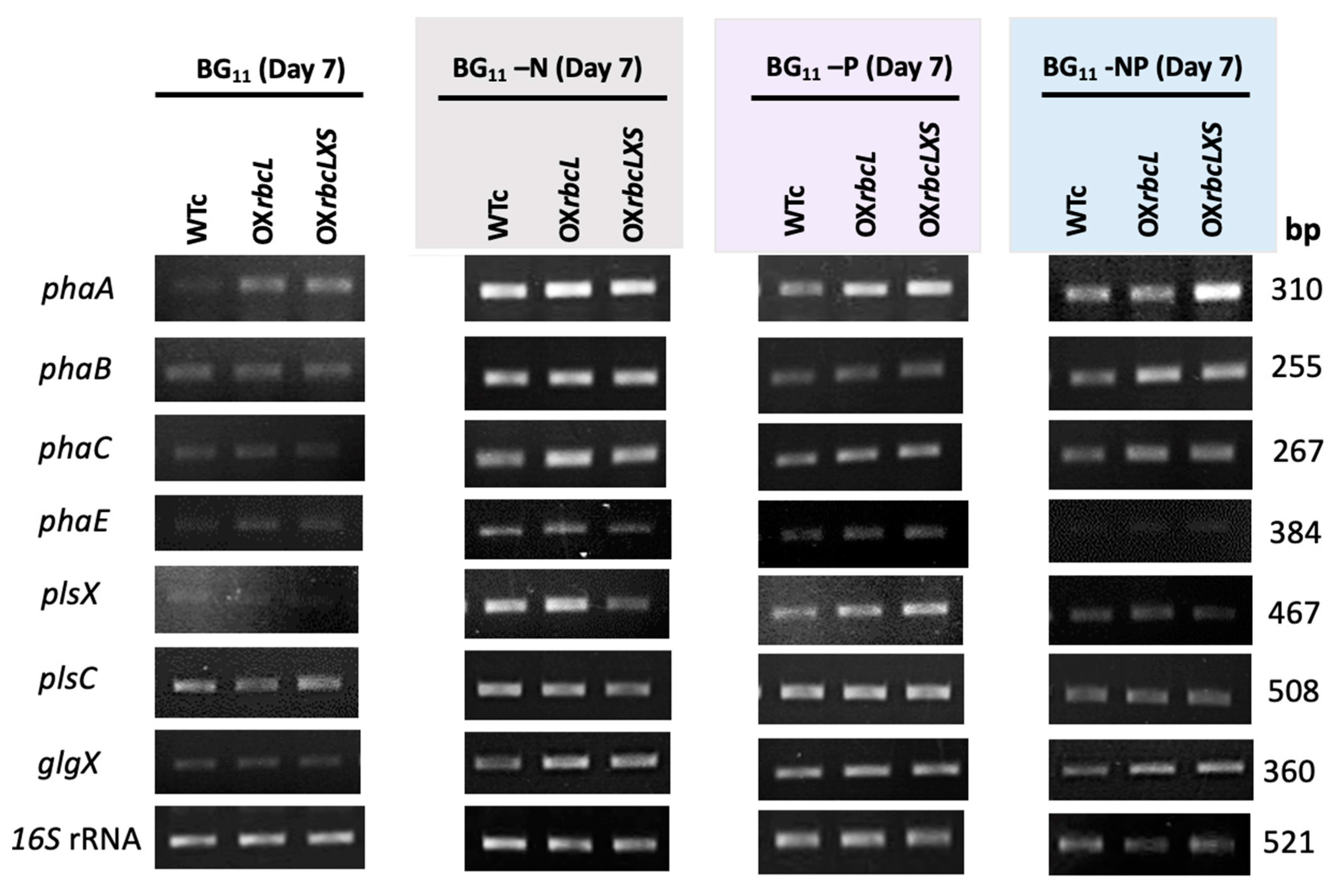 Ijms 24 06415 g008 Ijms 24 06415 g008